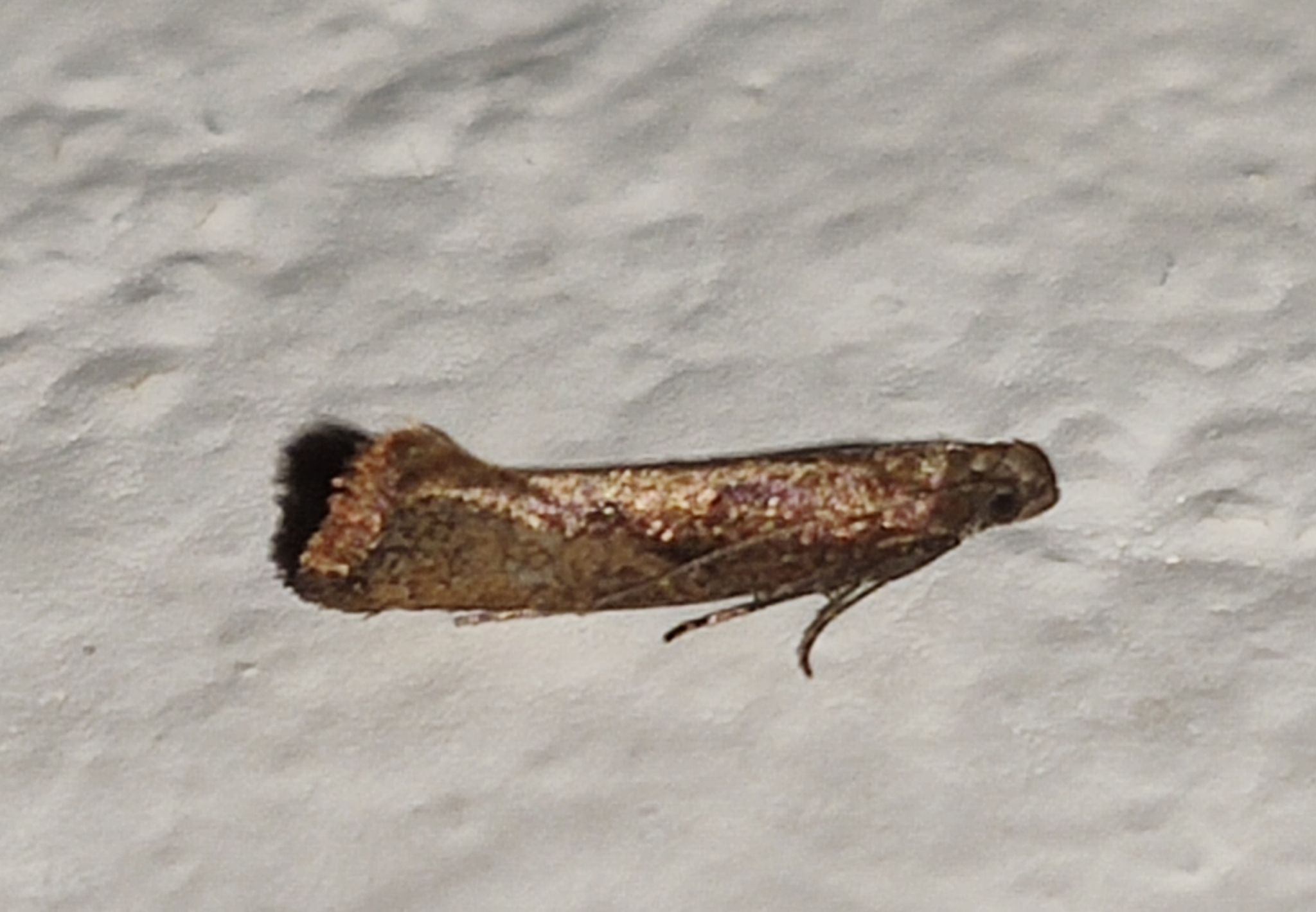 Acrolepiopsis vesperella