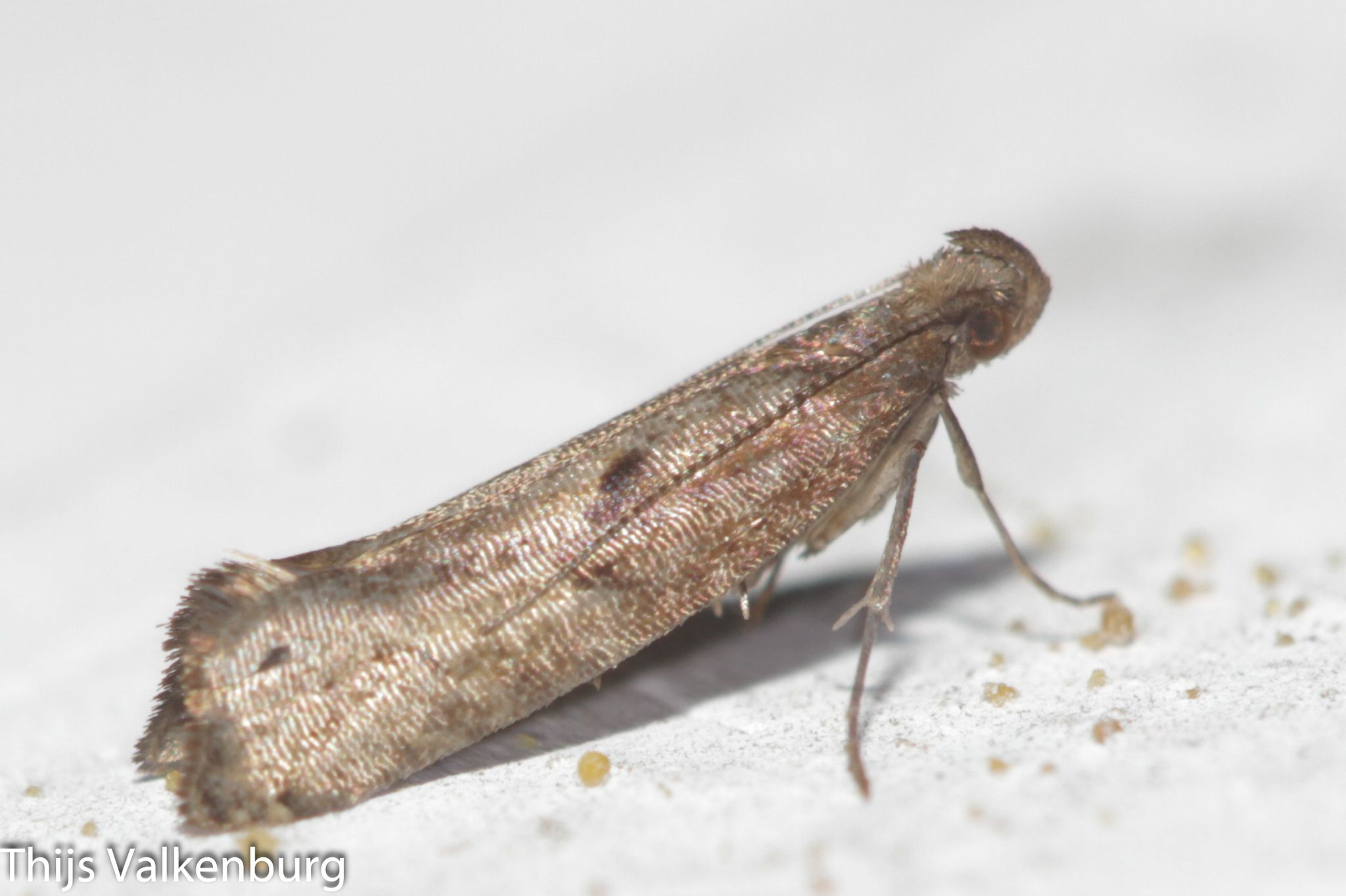 Acrolepiopsis vesperella