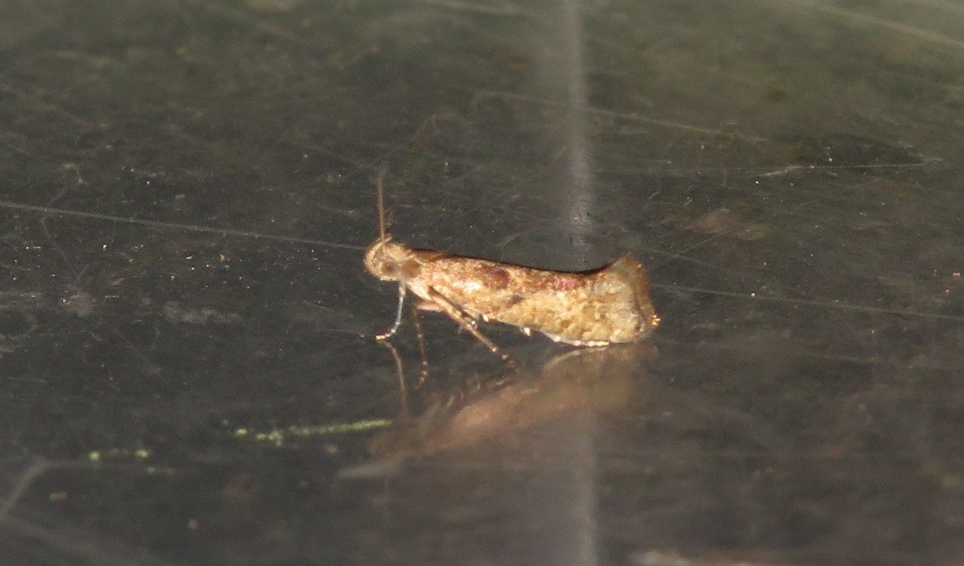 Acrolepiopsis vesperella