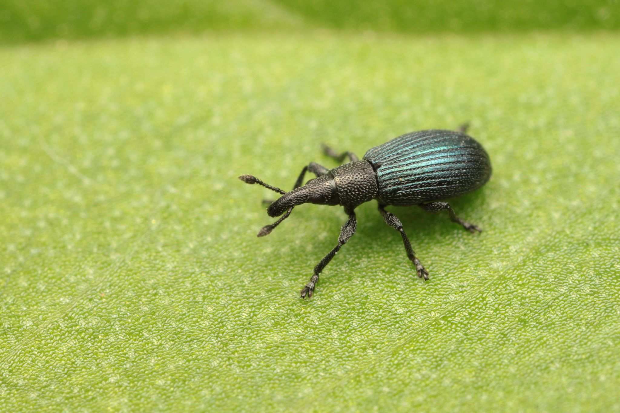 Perapion violaceum