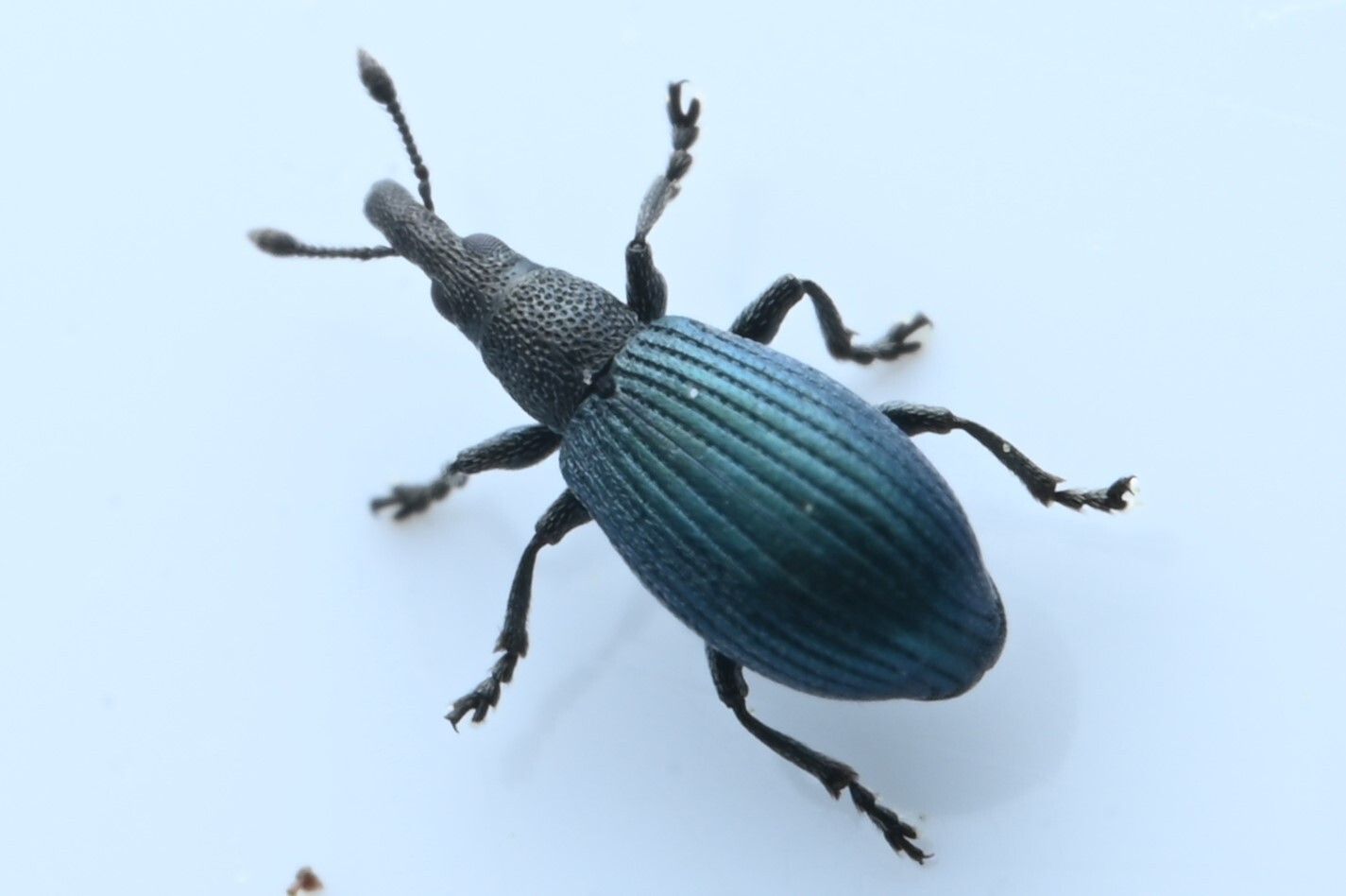 Perapion violaceum
