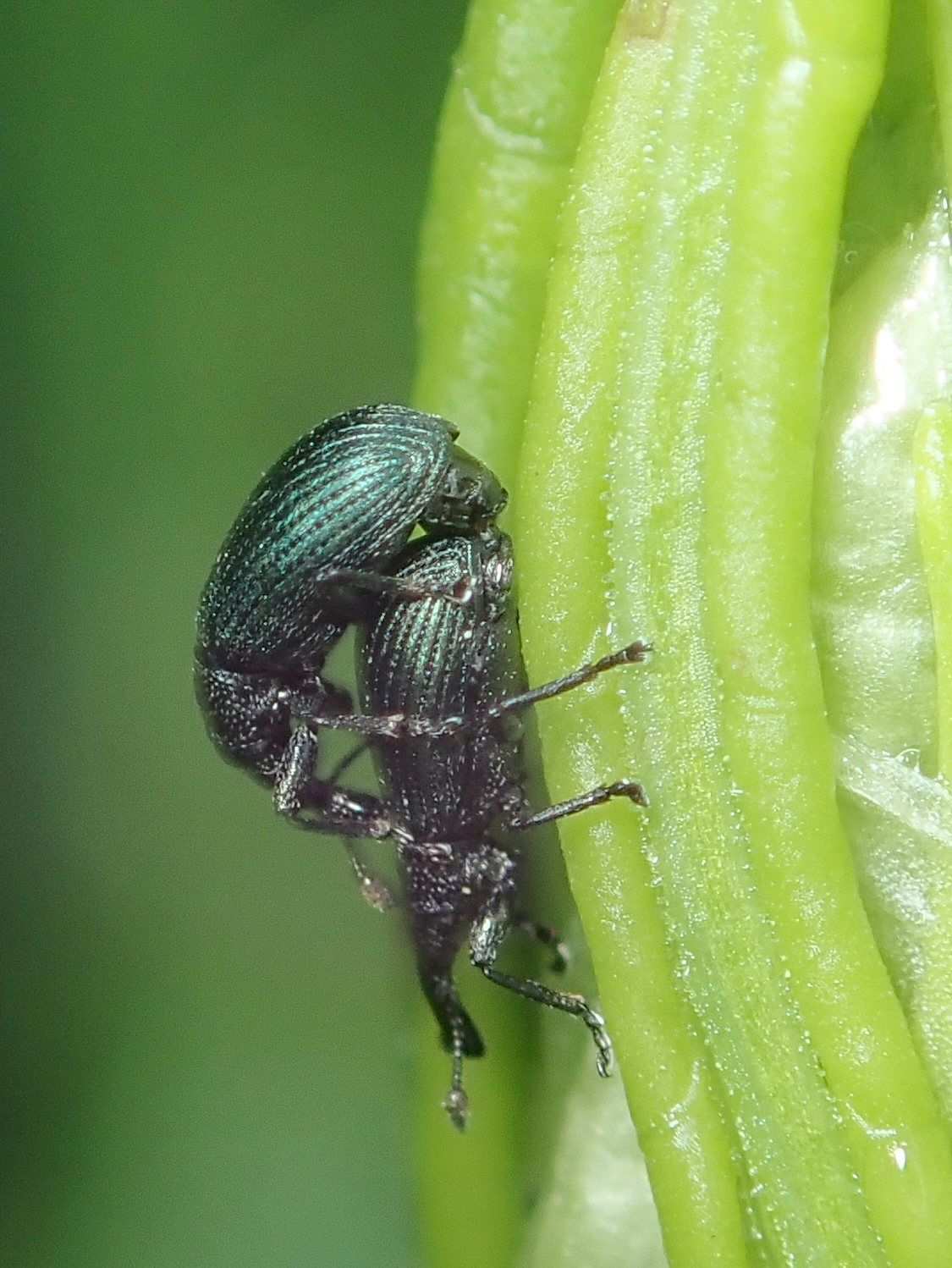 Perapion violaceum