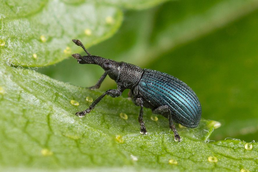 Perapion violaceum