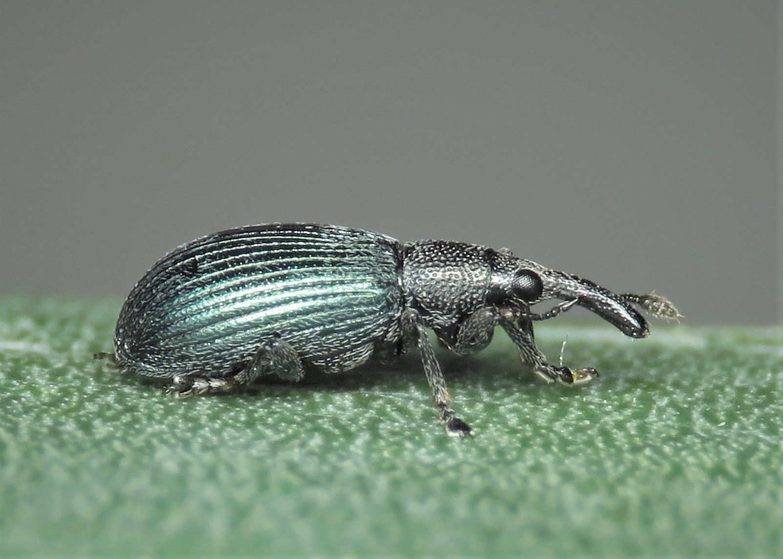 Perapion violaceum