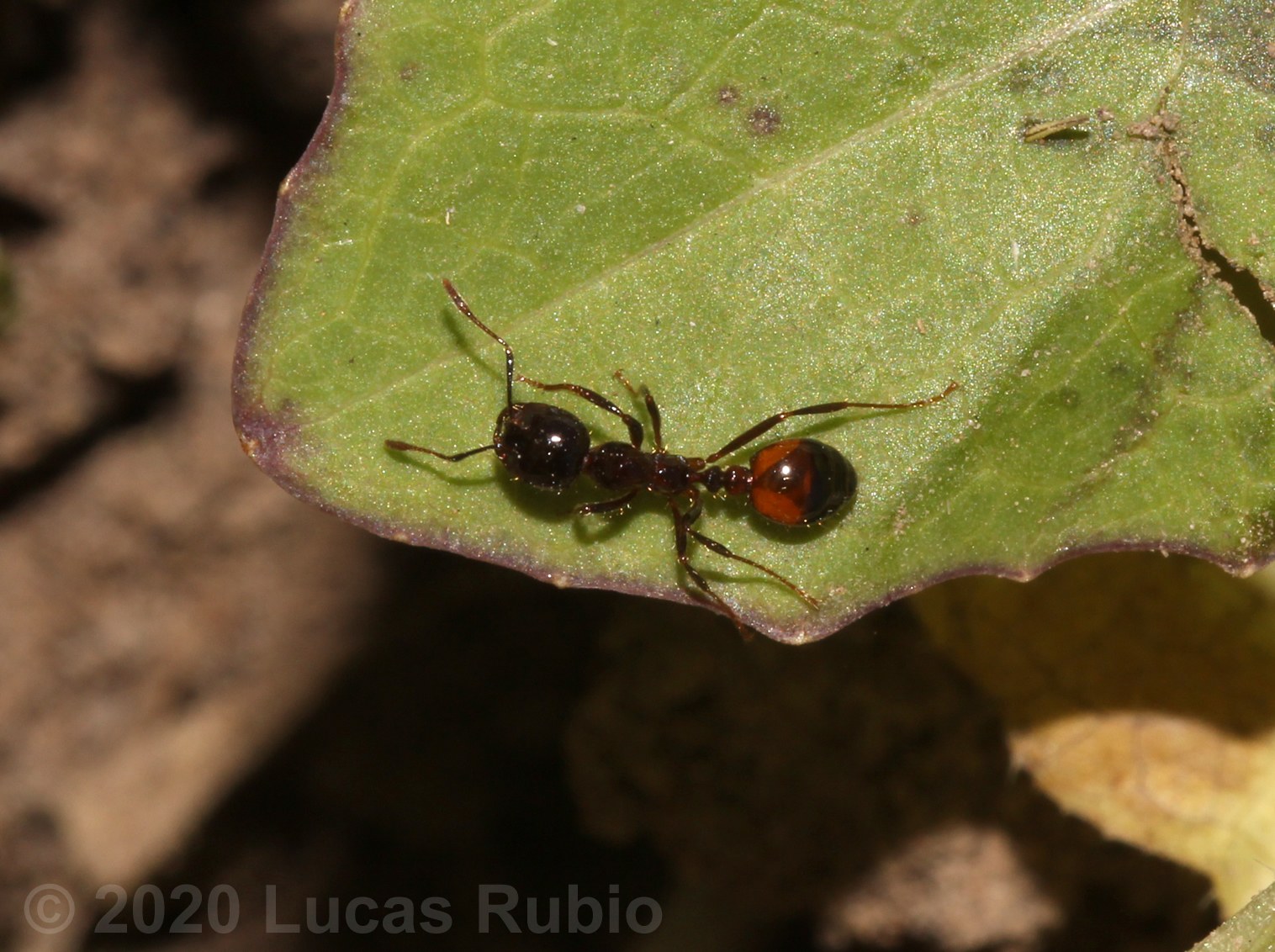 Solenopsis richteri