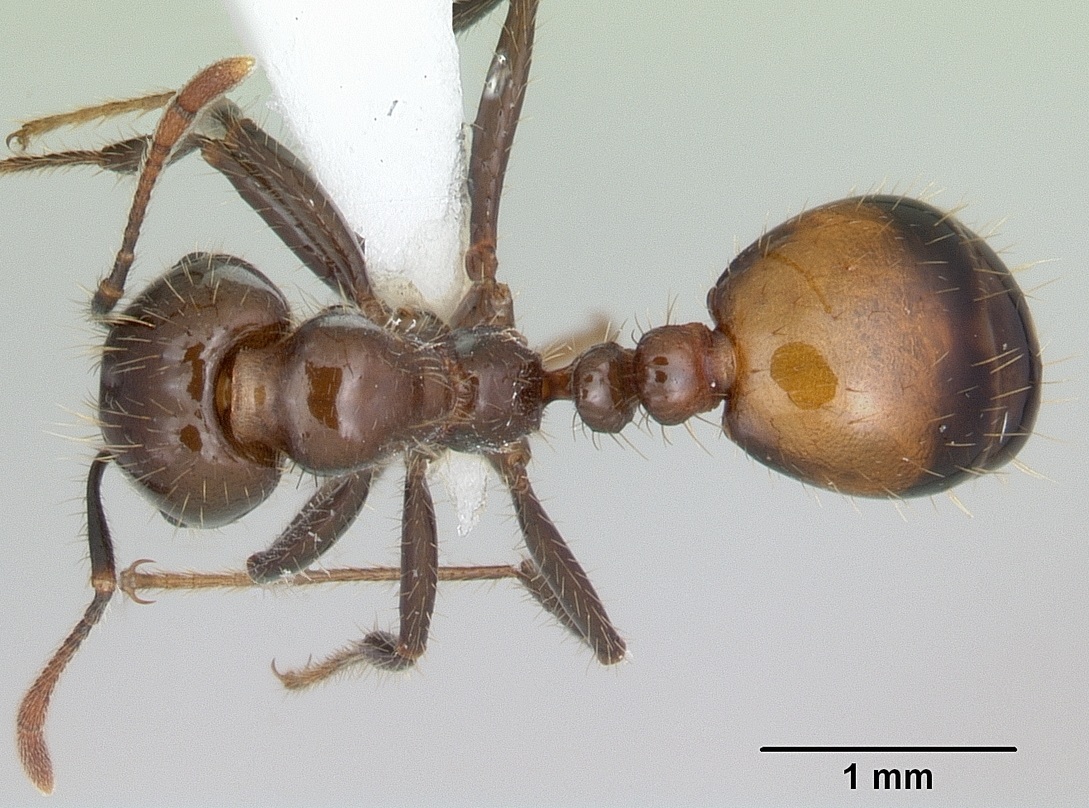 Solenopsis richteri
