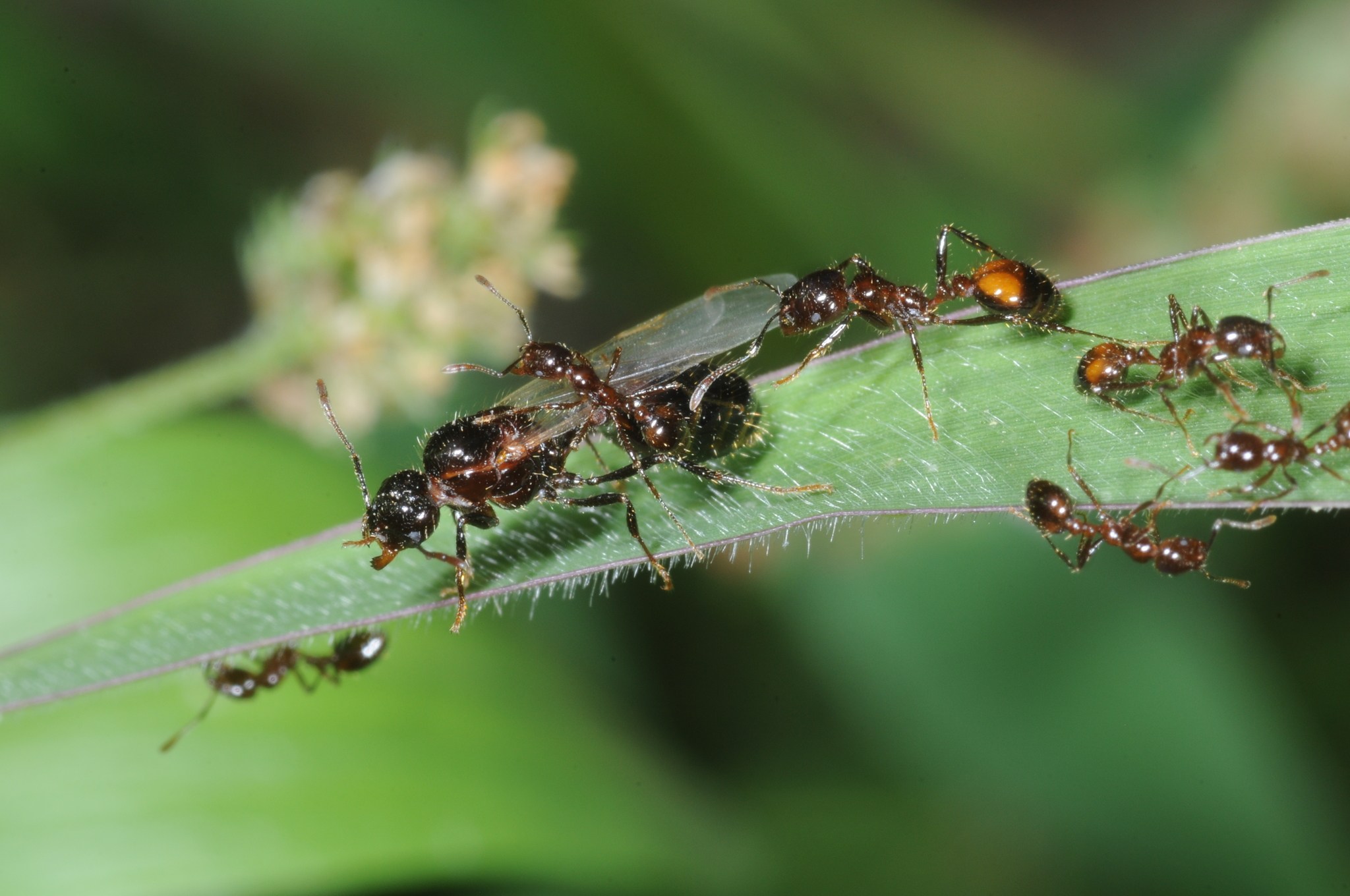 Solenopsis richteri