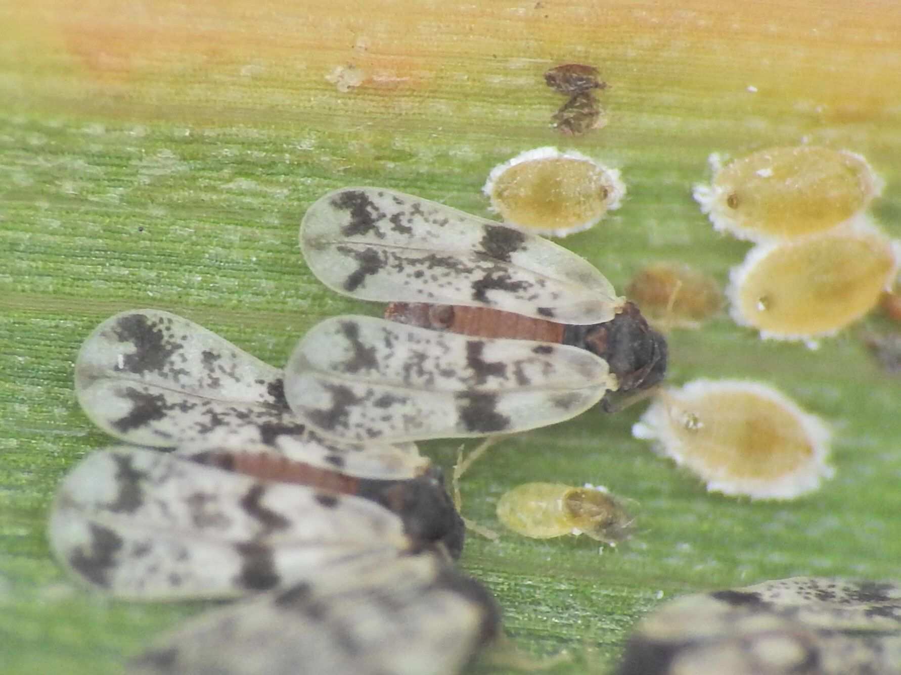 Neomaskellia bergii