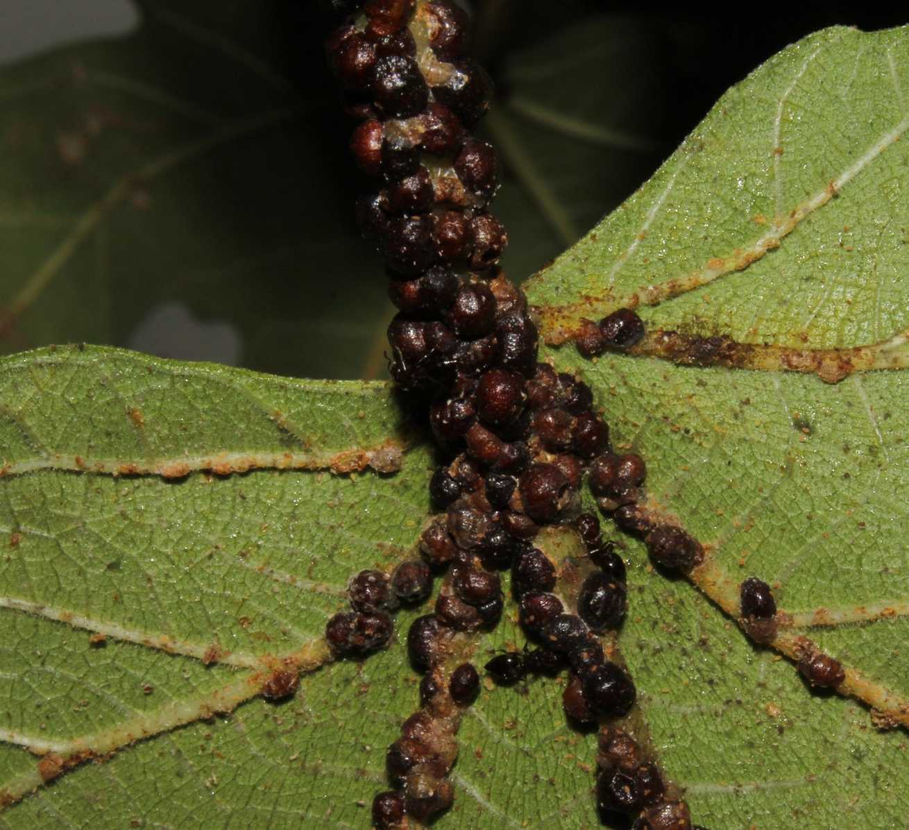 Sphaerolecanium prunastri