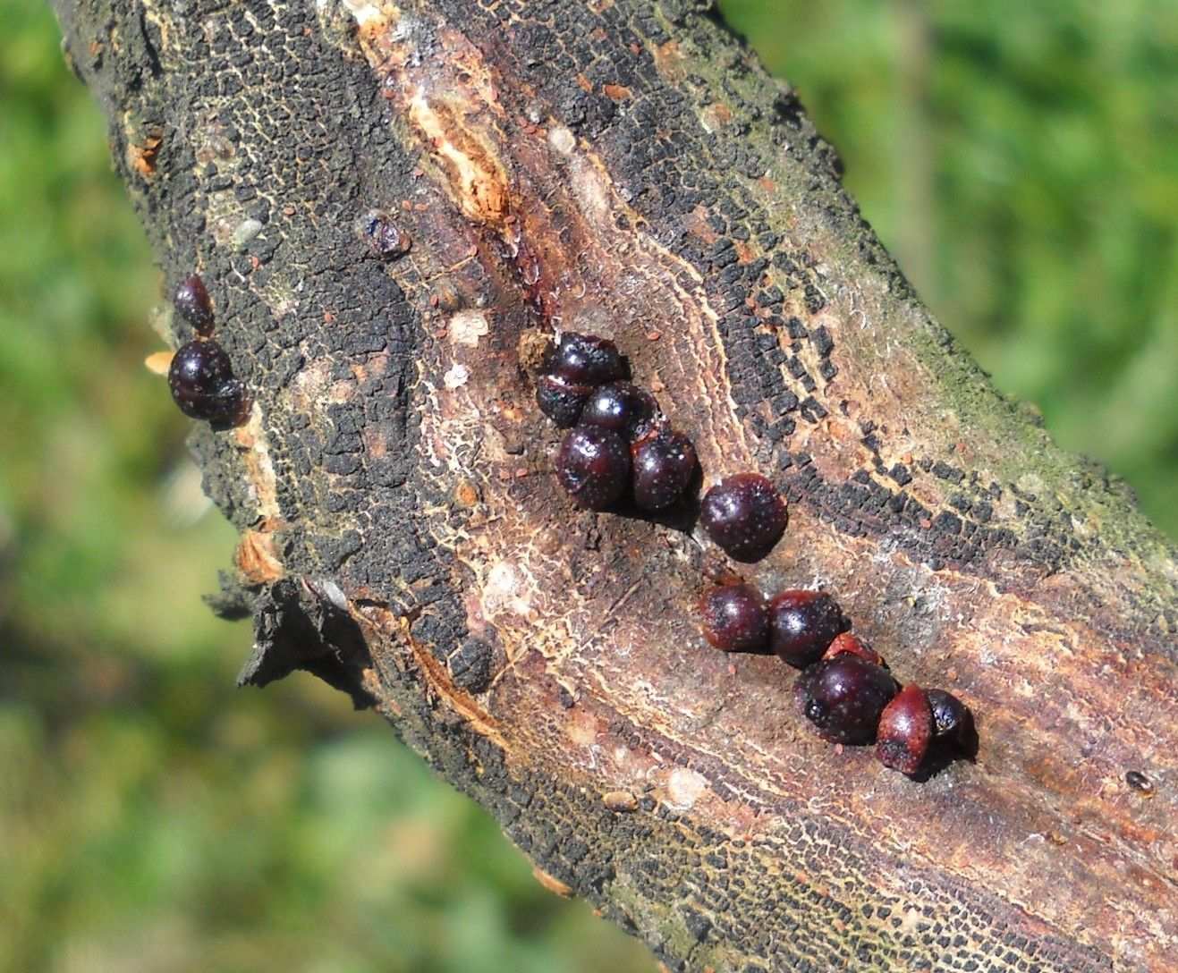 Sphaerolecanium prunastri