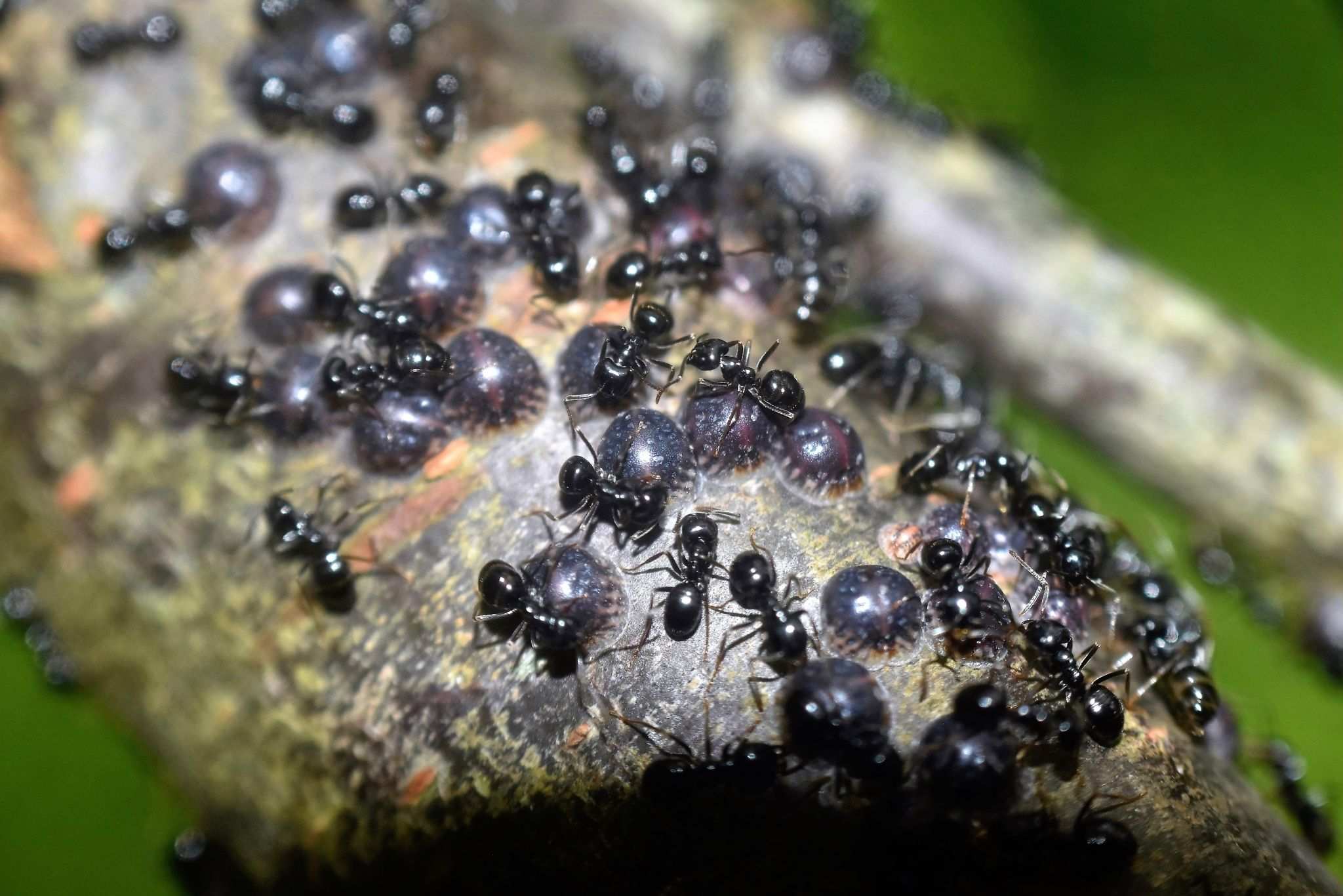 Sphaerolecanium prunastri