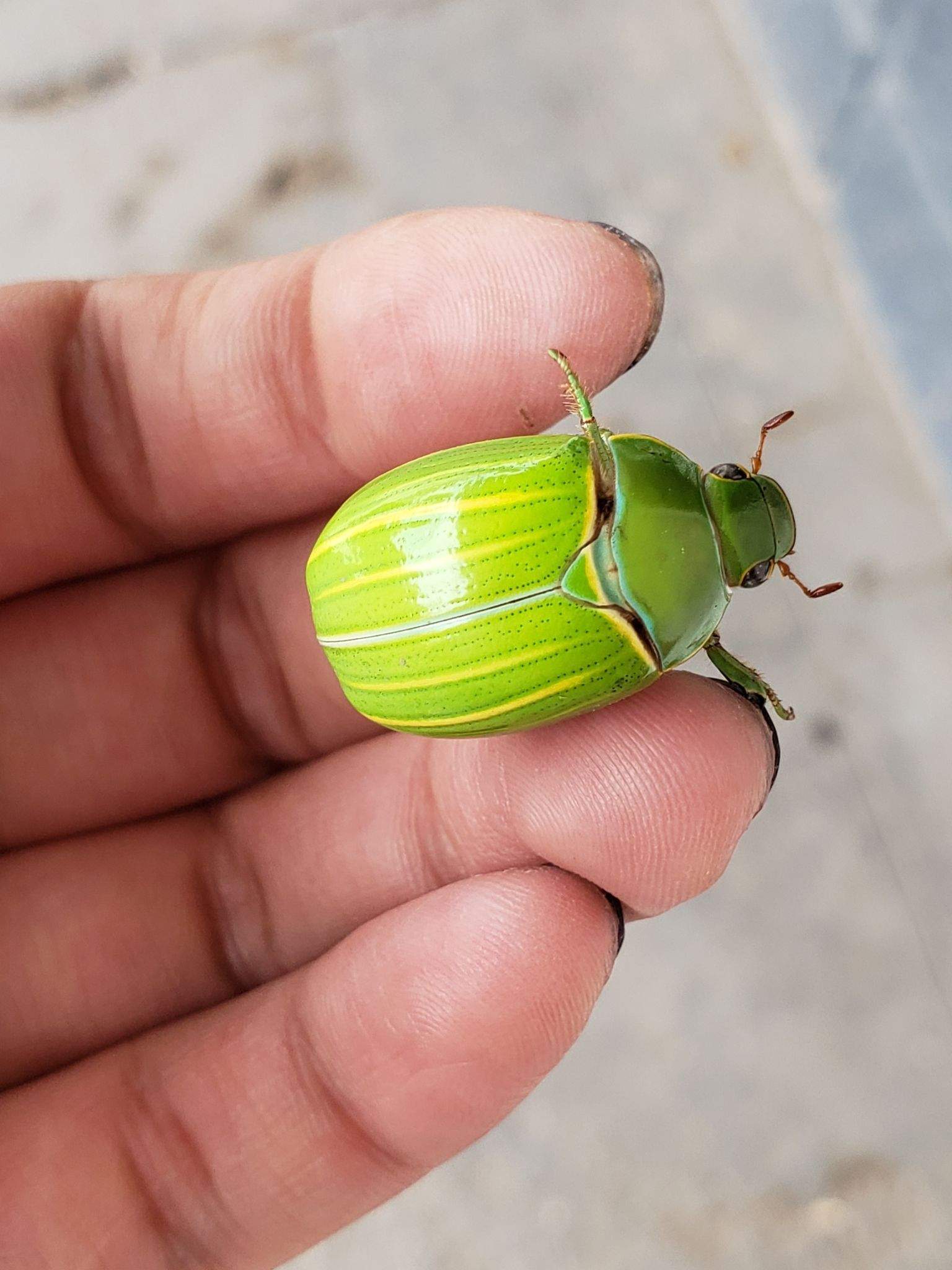 Platycoelia