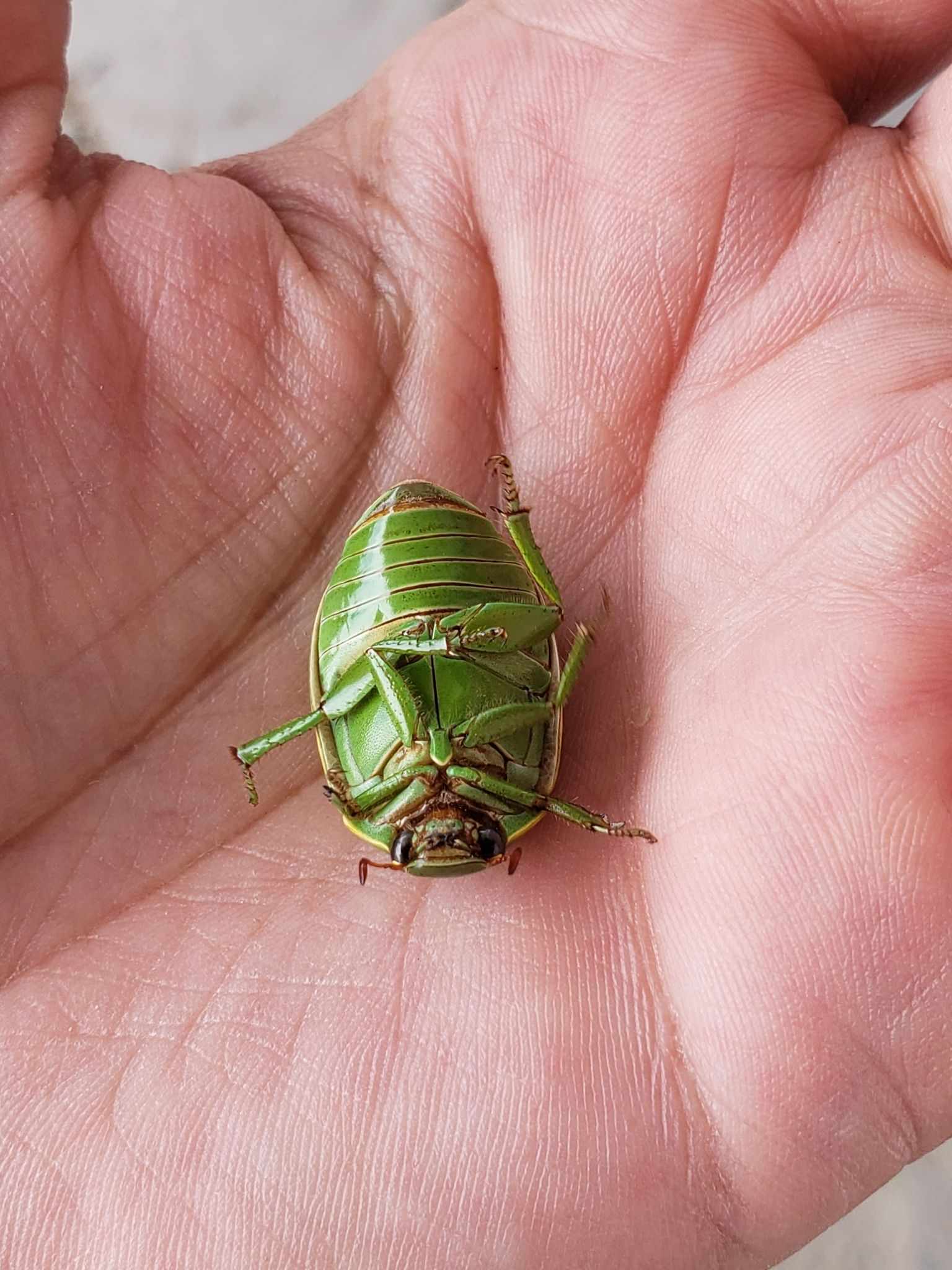 Platycoelia