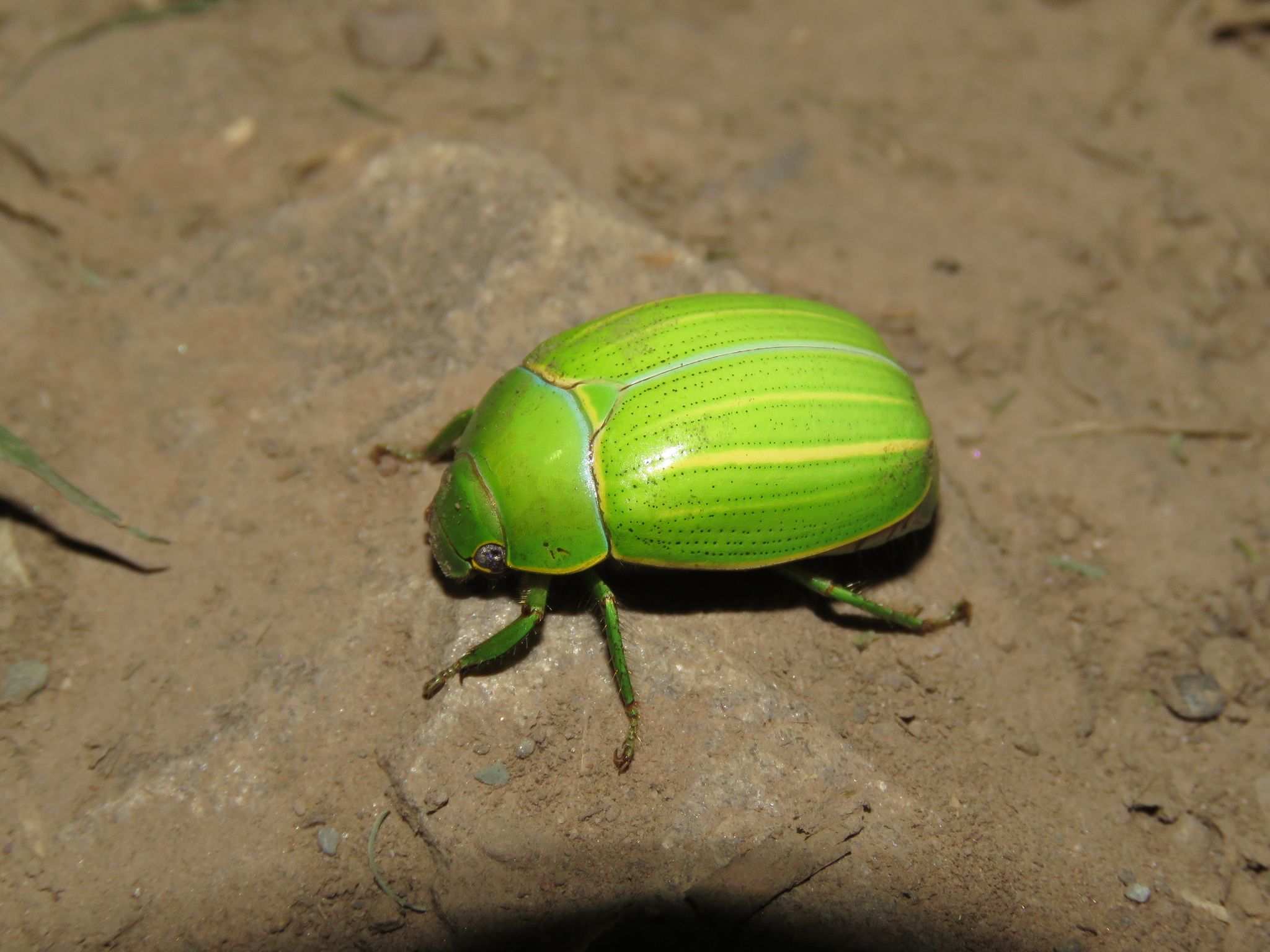 Platycoelia