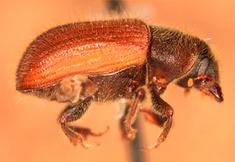 Dendroctonus murrayanae