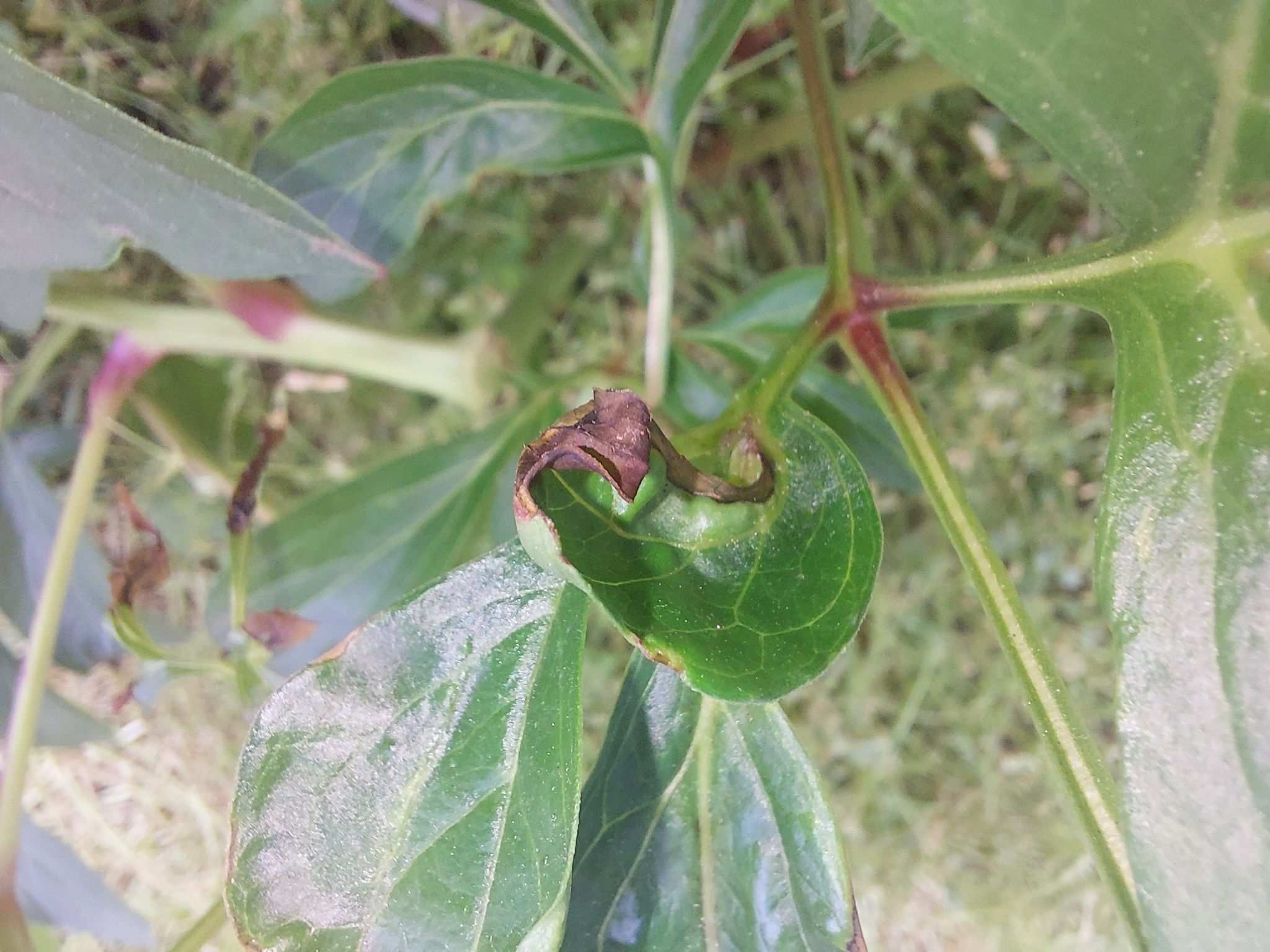 Botrytis paeoniae