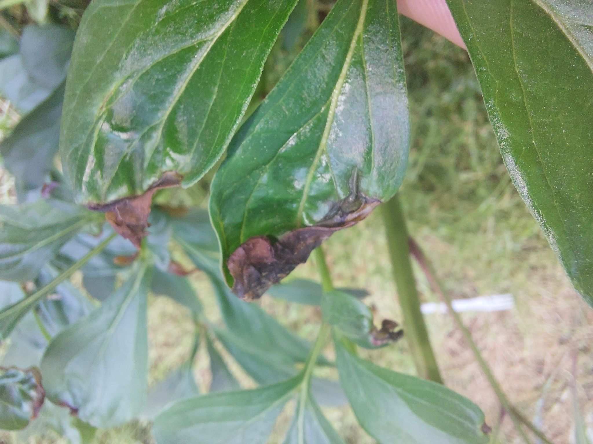 Botrytis paeoniae