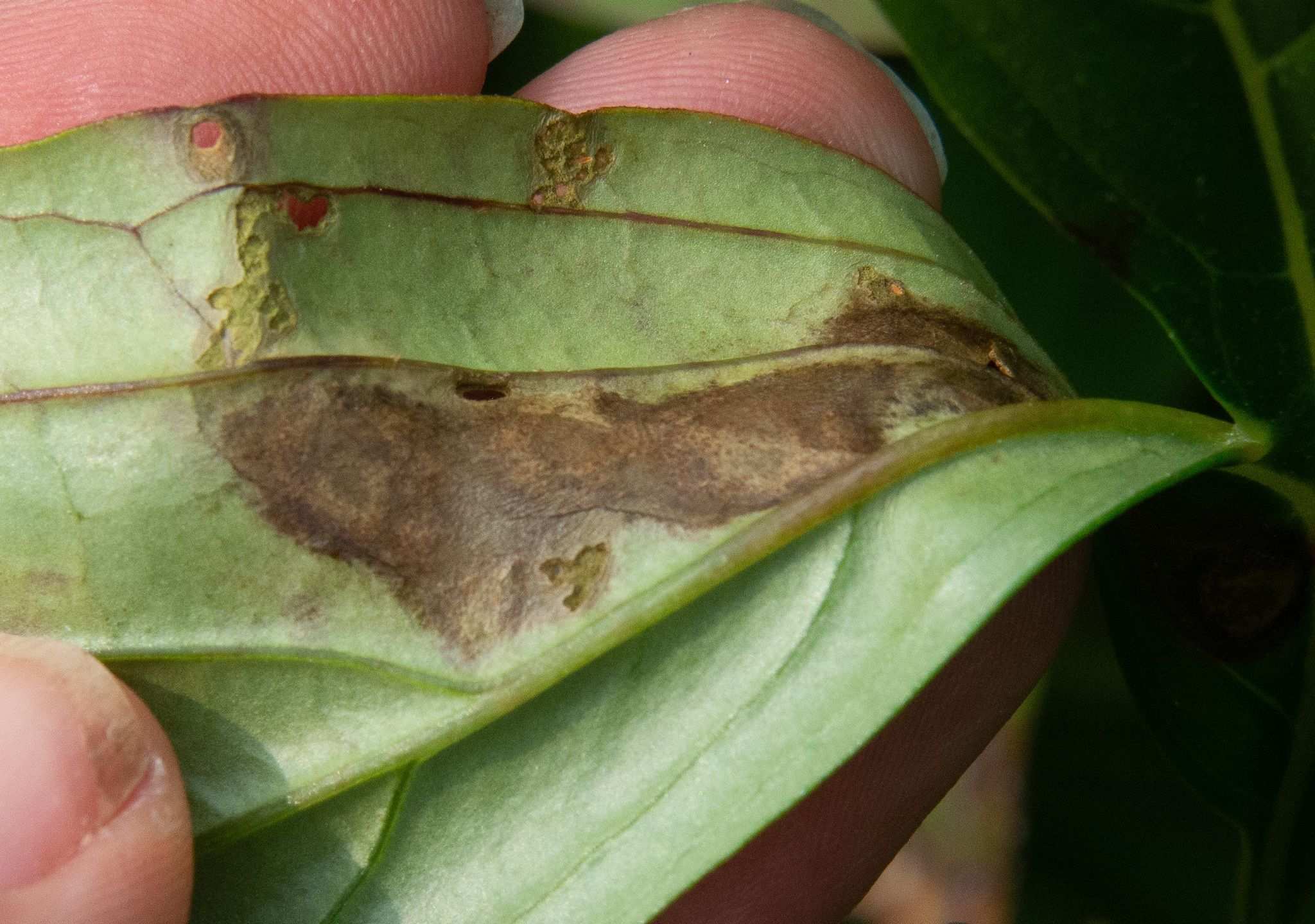 Botrytis paeoniae