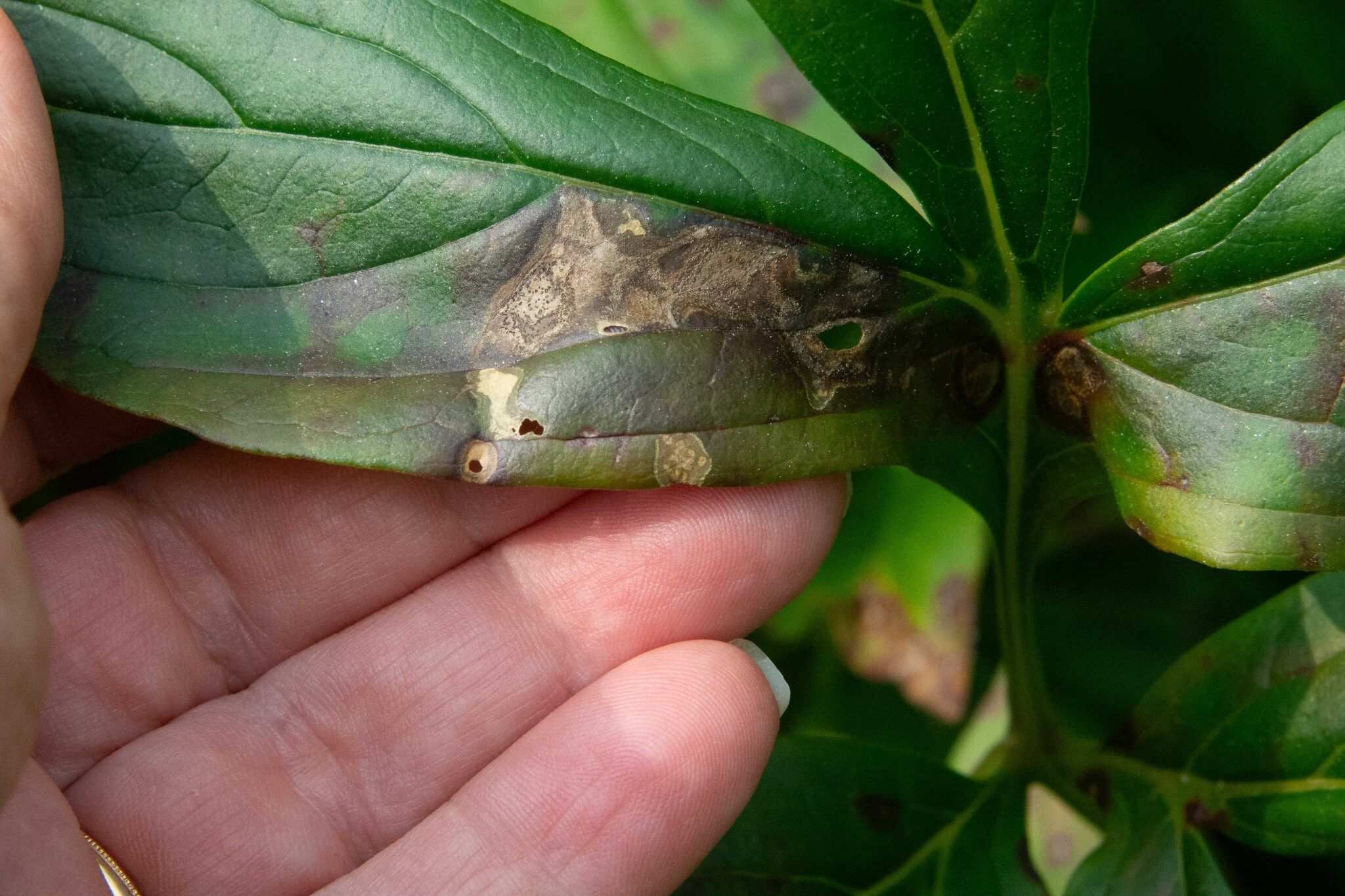 Botrytis paeoniae