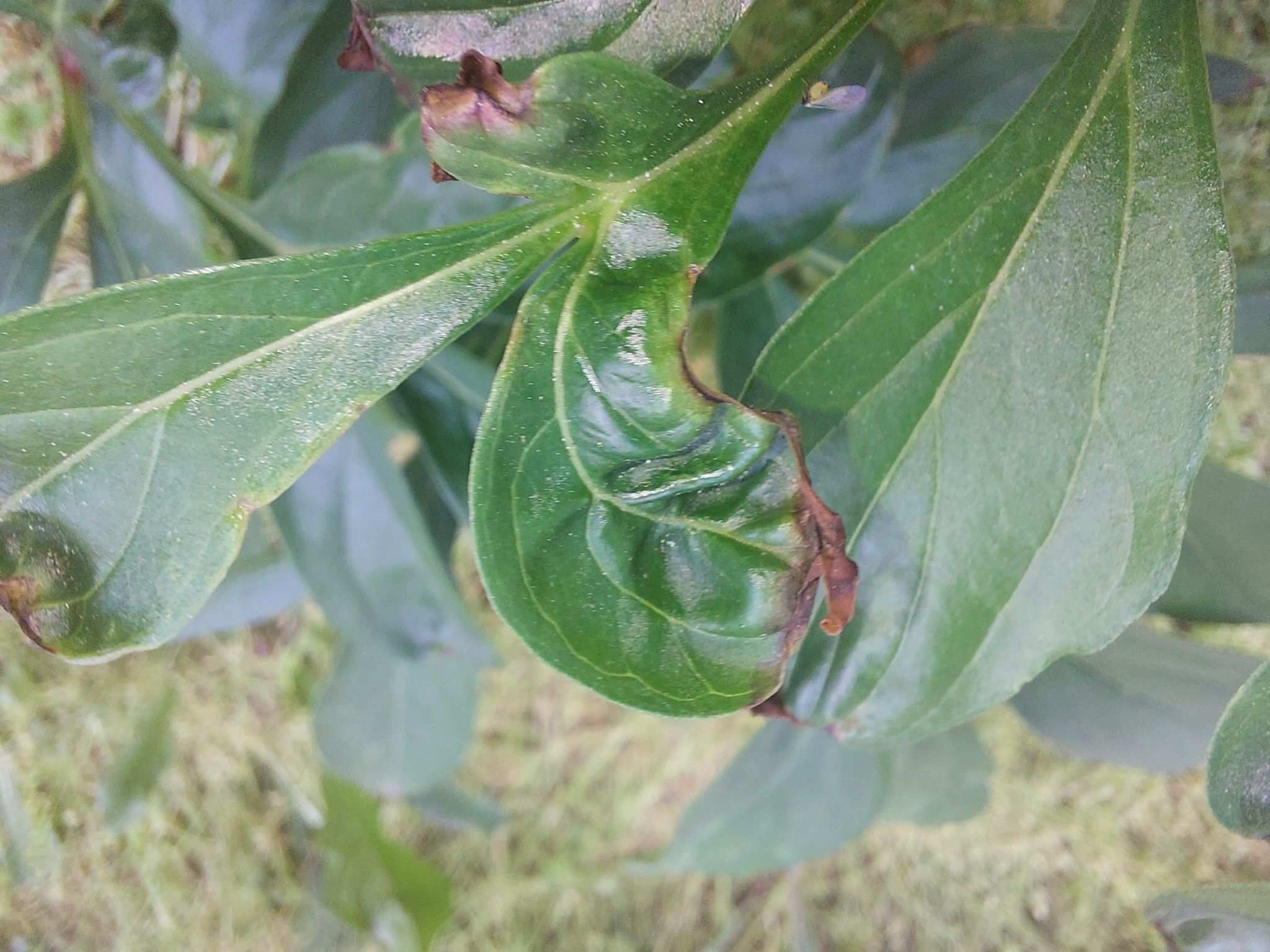 Botrytis paeoniae
