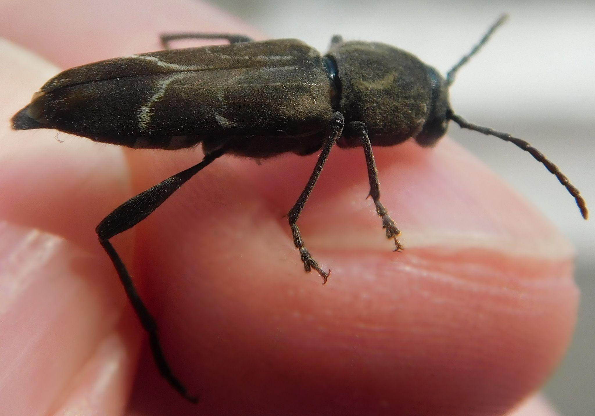 Xylotrechus hircus