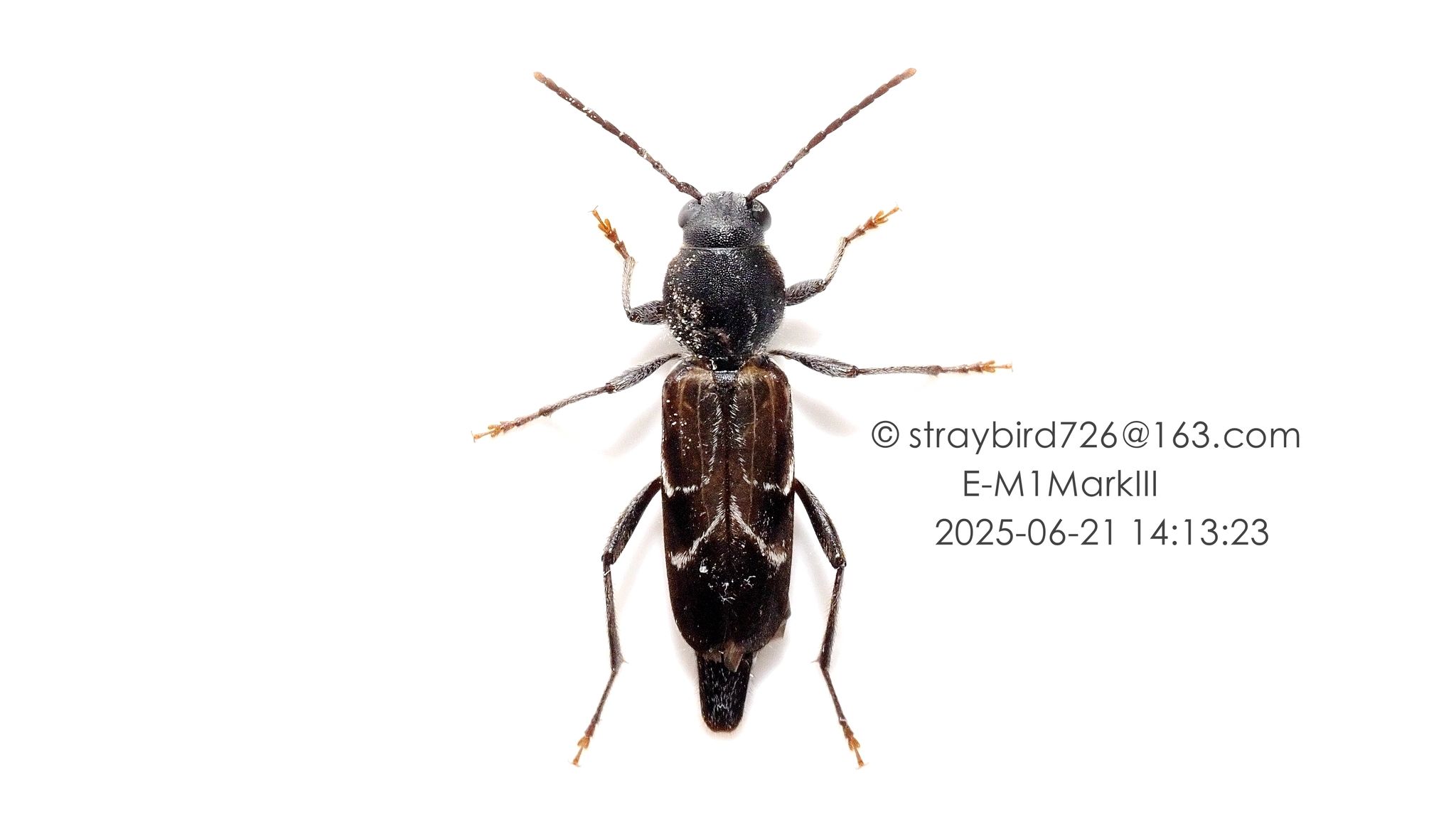 Xylotrechus hircus