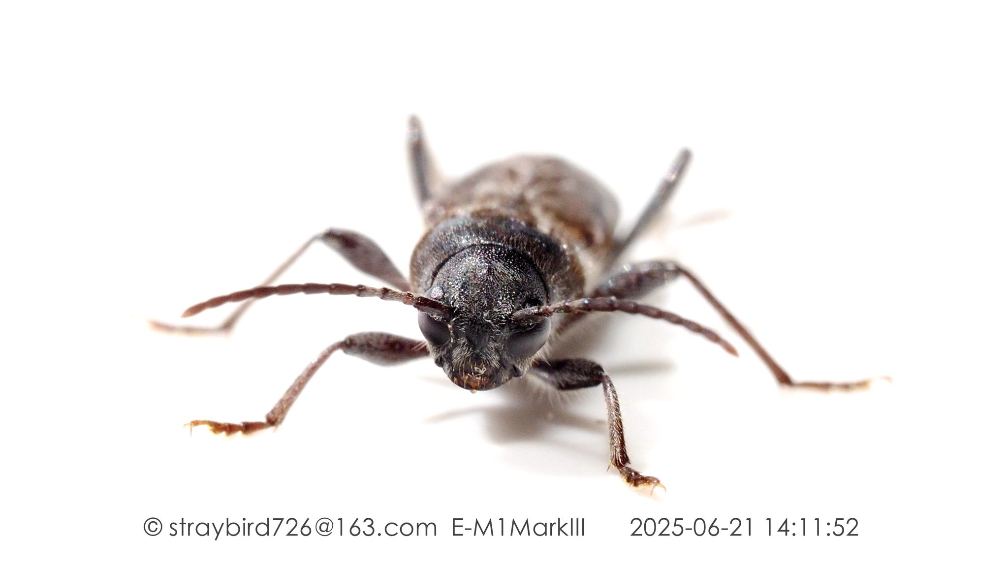 Xylotrechus hircus