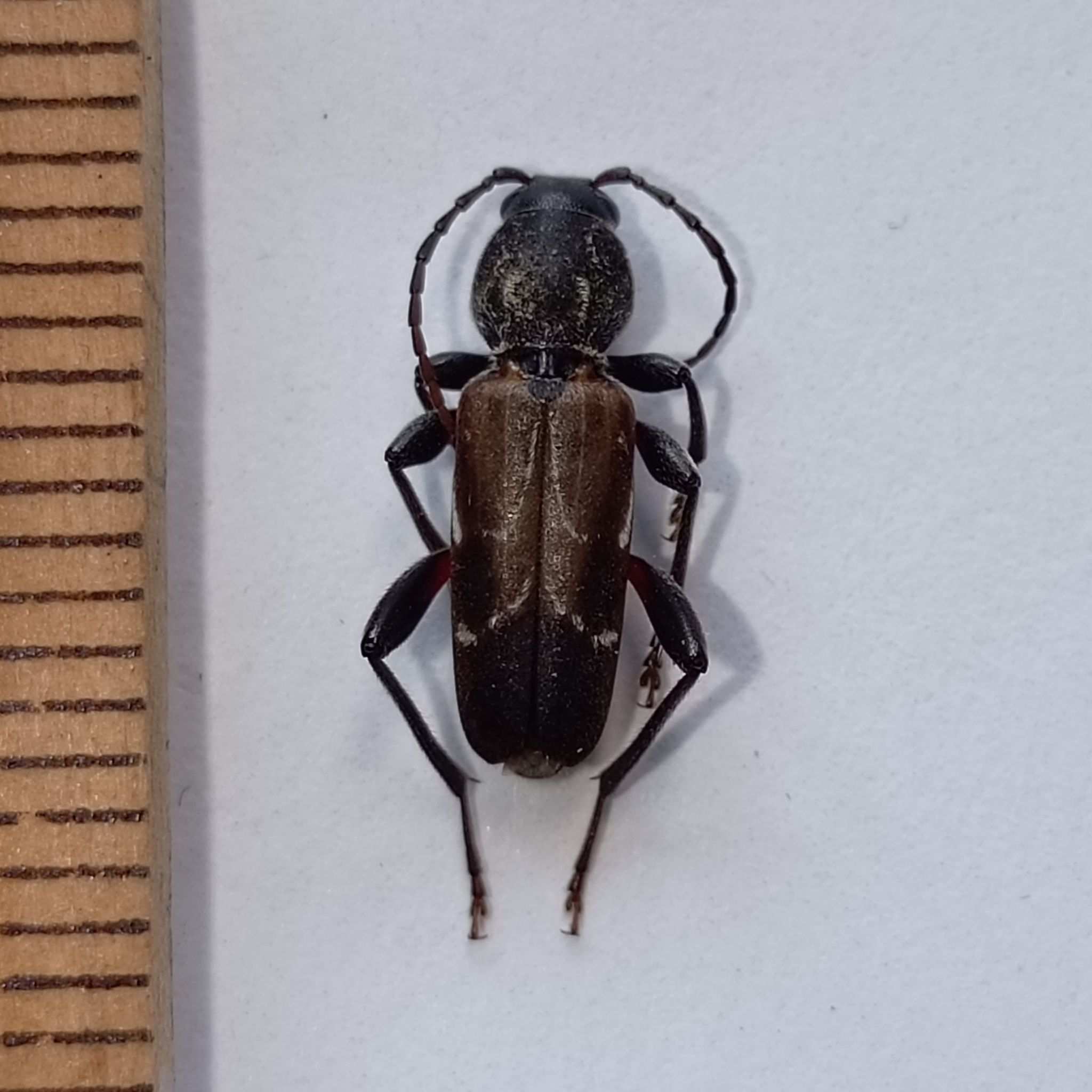 Xylotrechus hircus