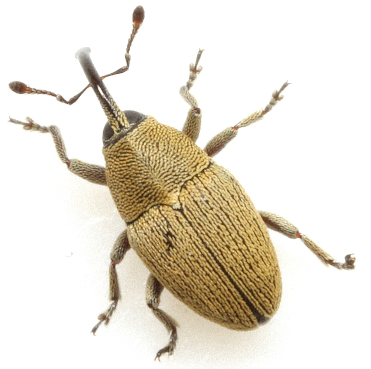 Geraeus