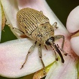 Geraeus