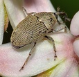 Geraeus