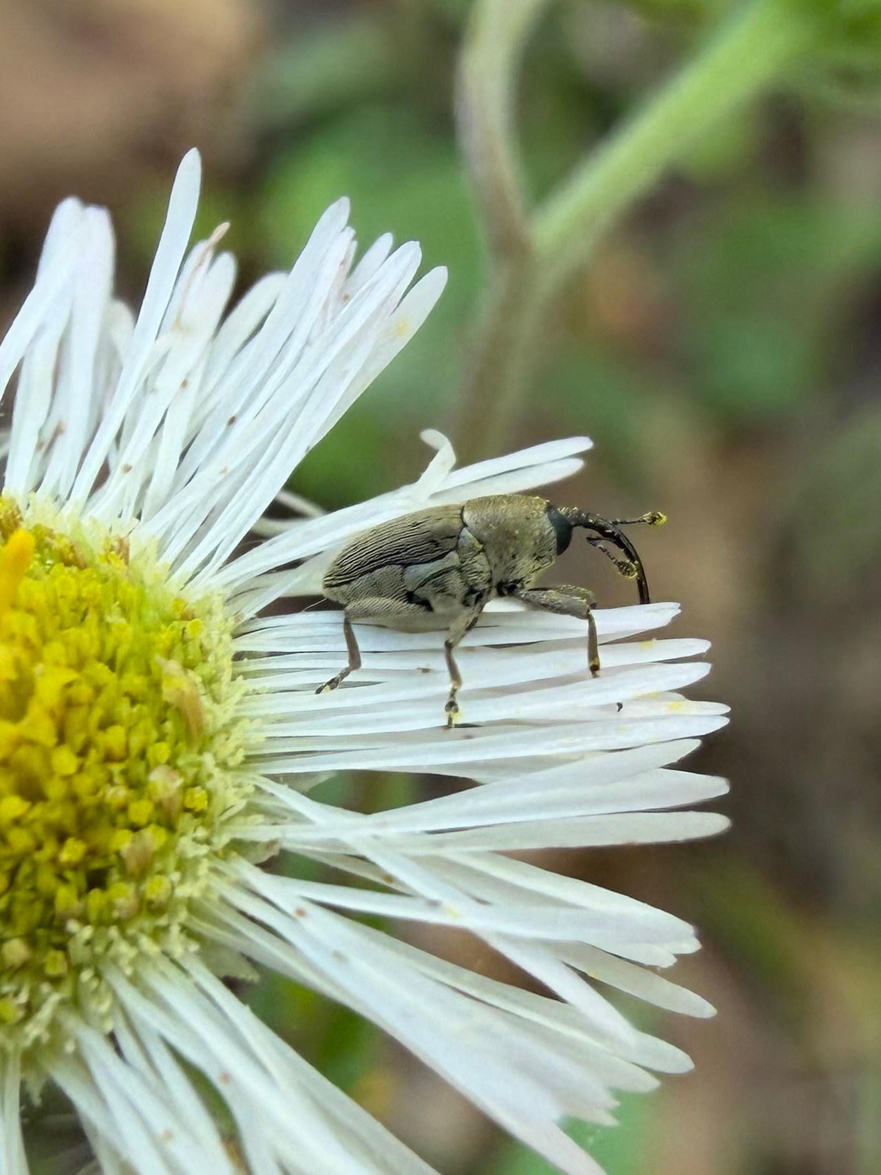 Geraeus
