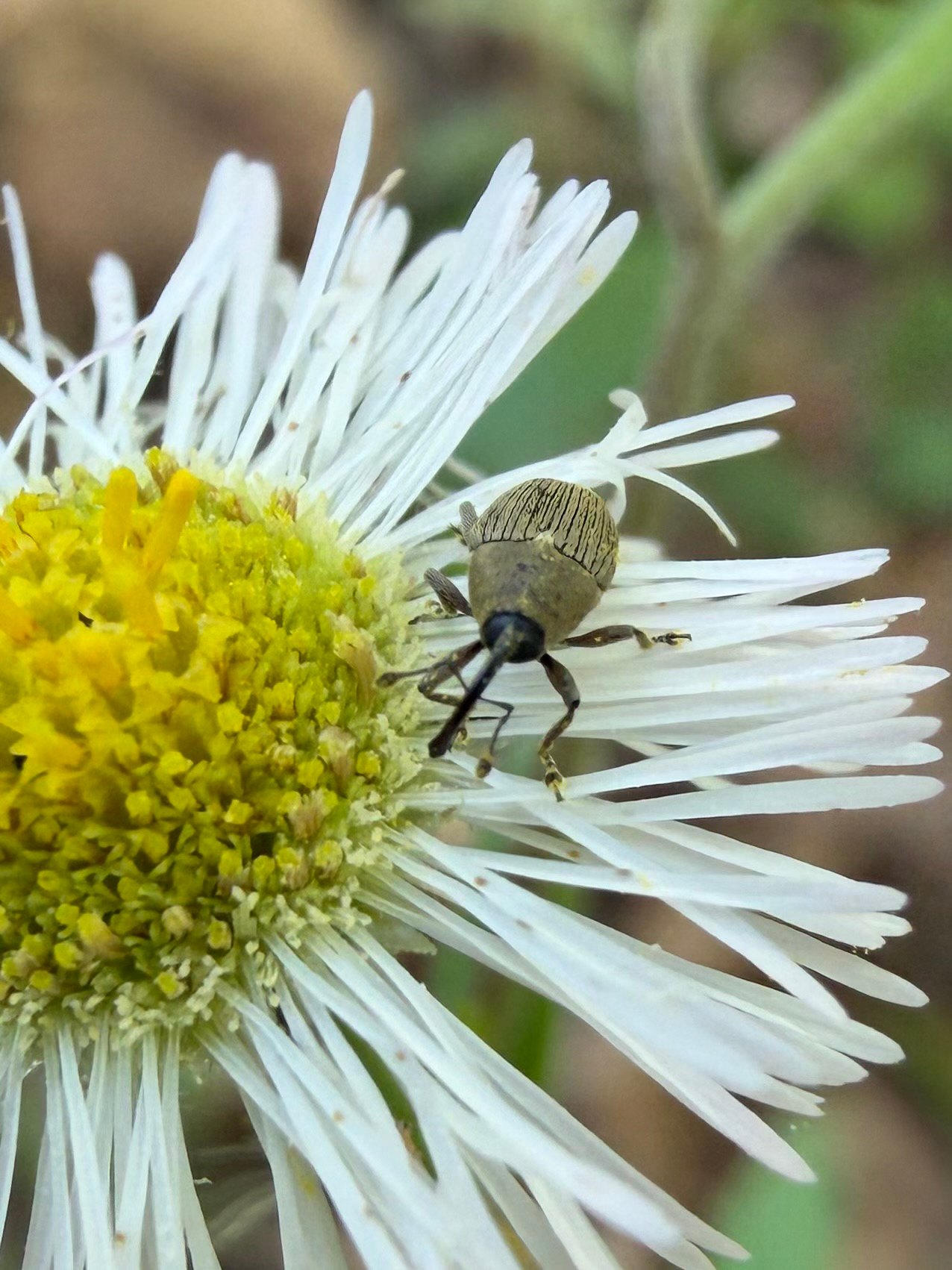 Geraeus