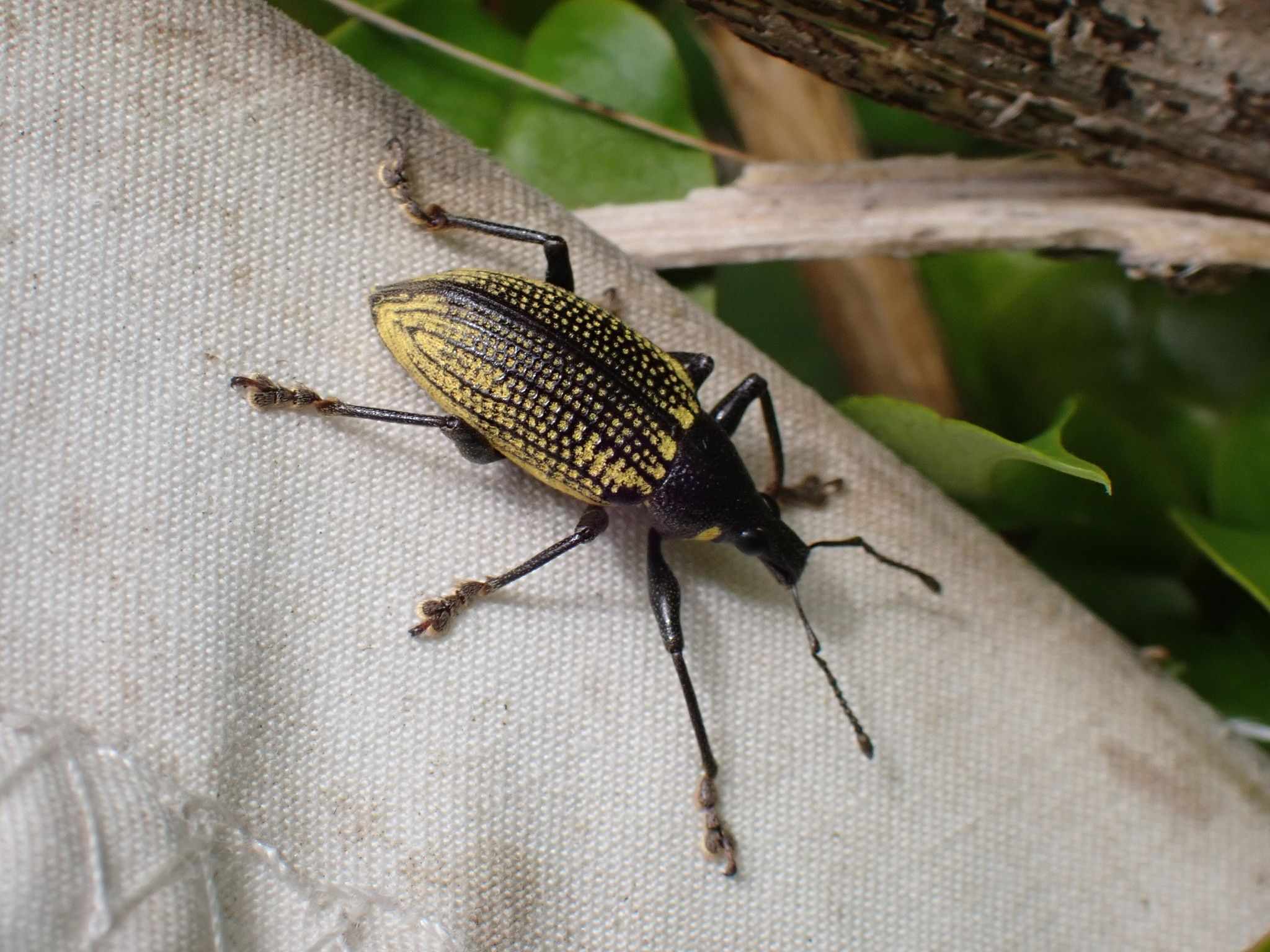 Diaprepes famelicus