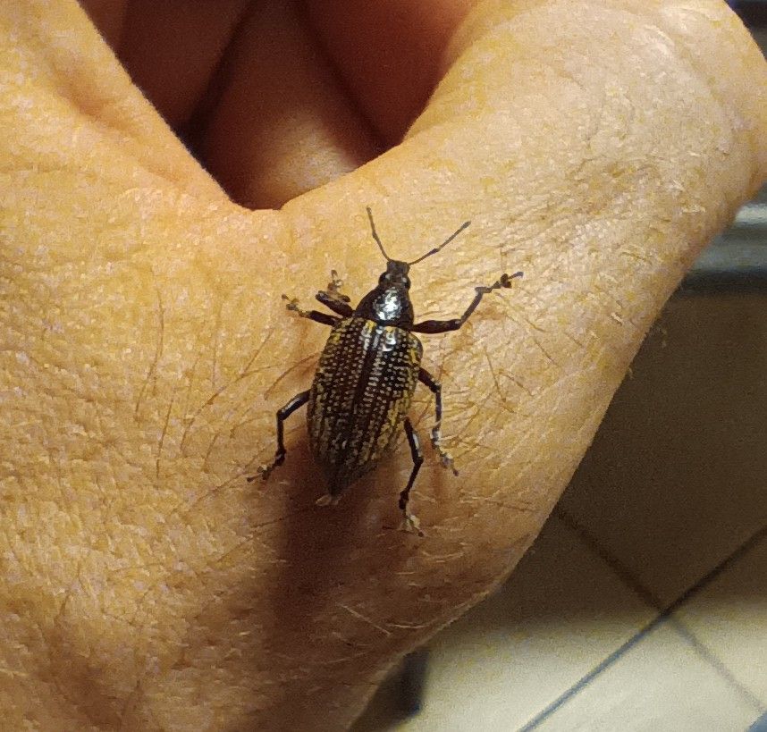 Diaprepes famelicus