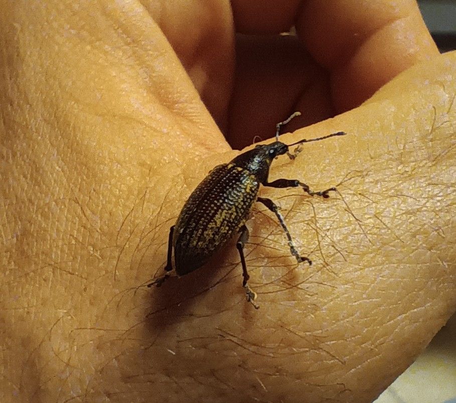 Diaprepes famelicus