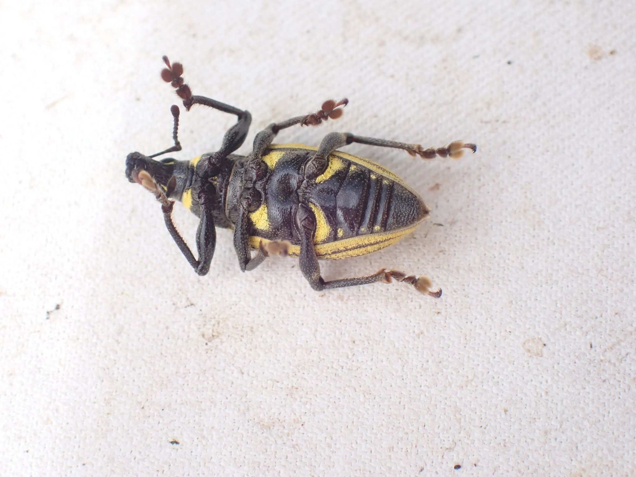 Diaprepes famelicus