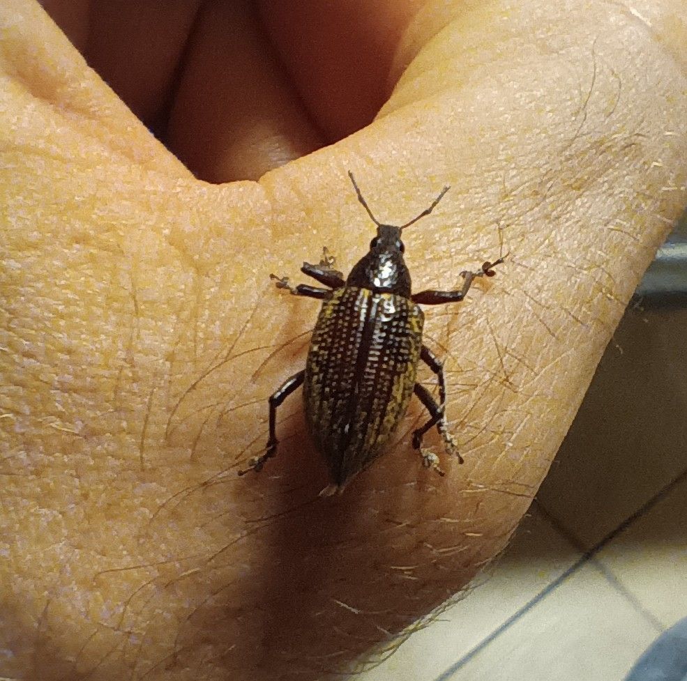 Diaprepes famelicus