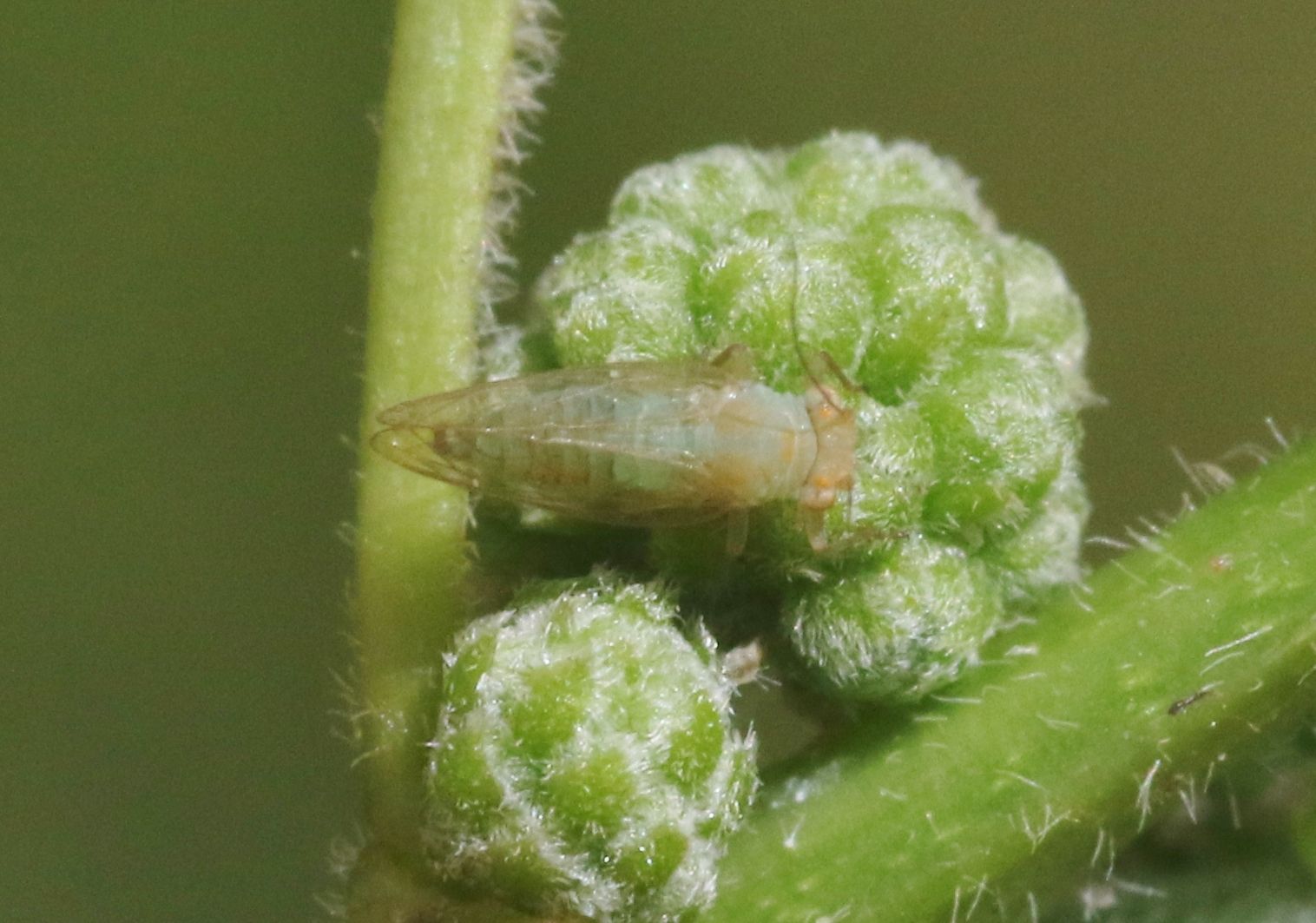 Euceropsylla