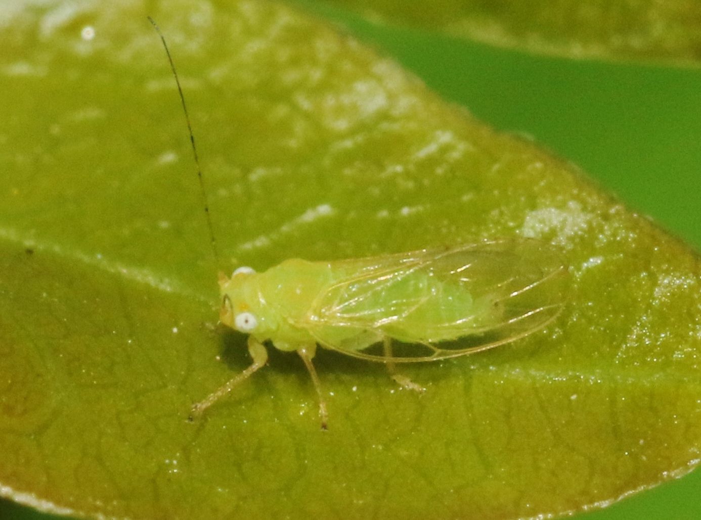 Euceropsylla