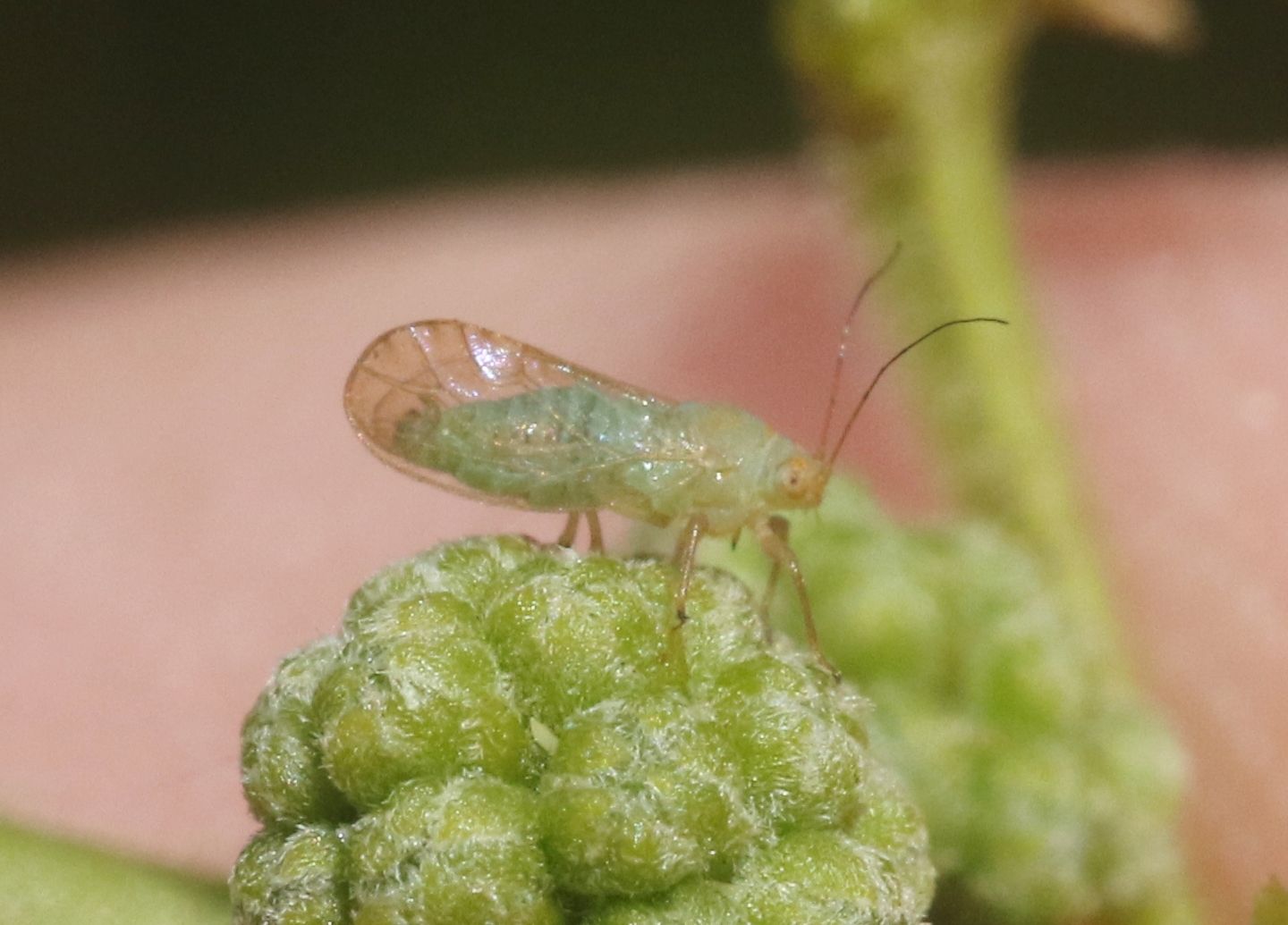 Euceropsylla
