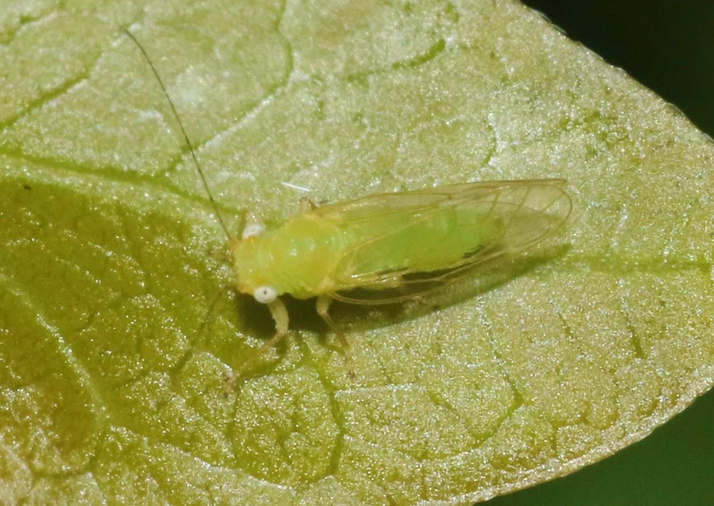 Euceropsylla