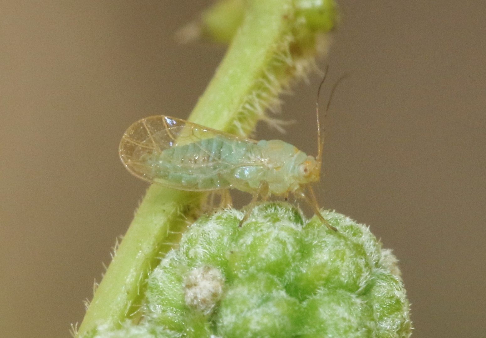 Euceropsylla