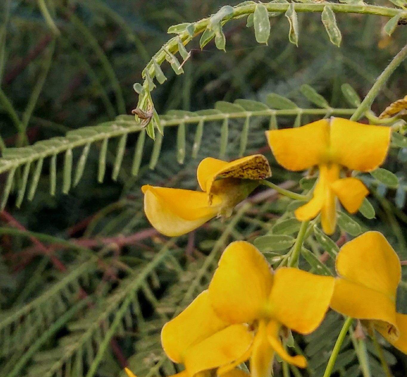 Sesbania sericea