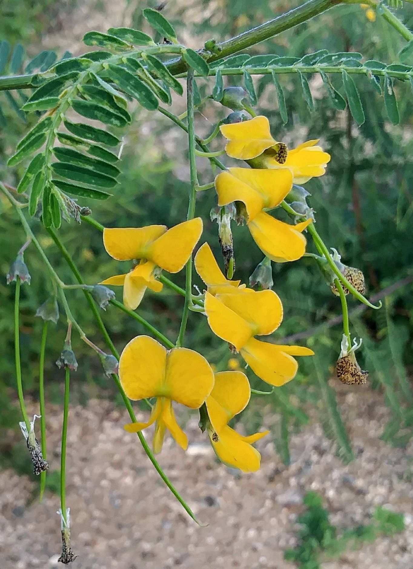 Sesbania sericea