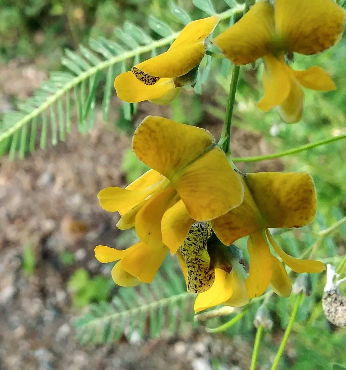 Sesbania sericea