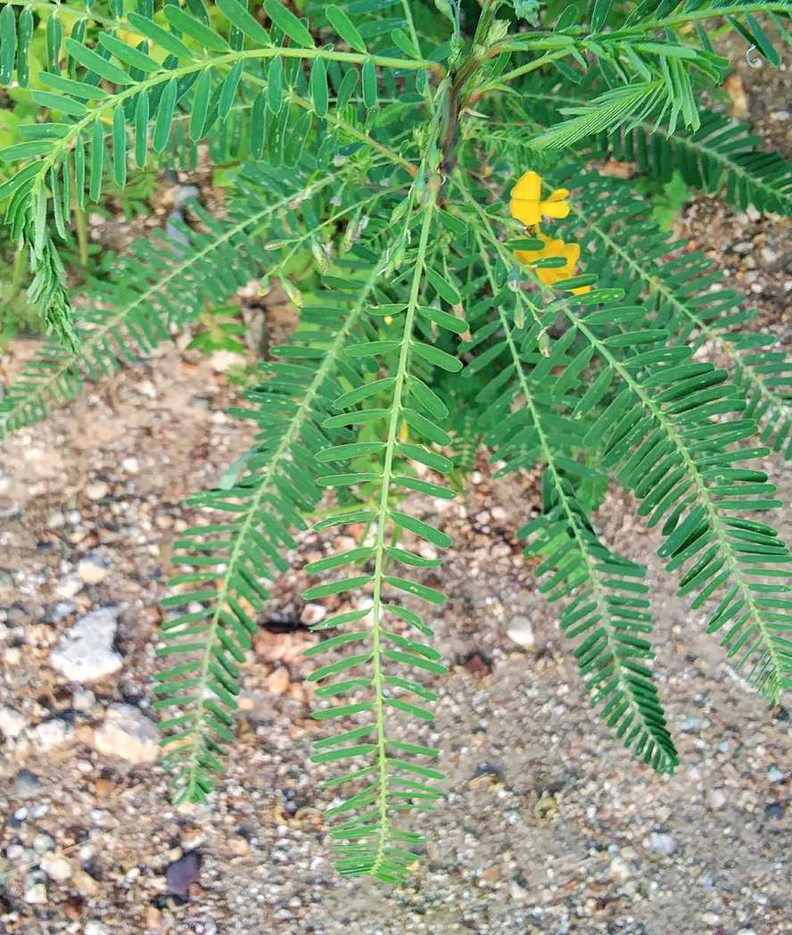 Sesbania sericea
