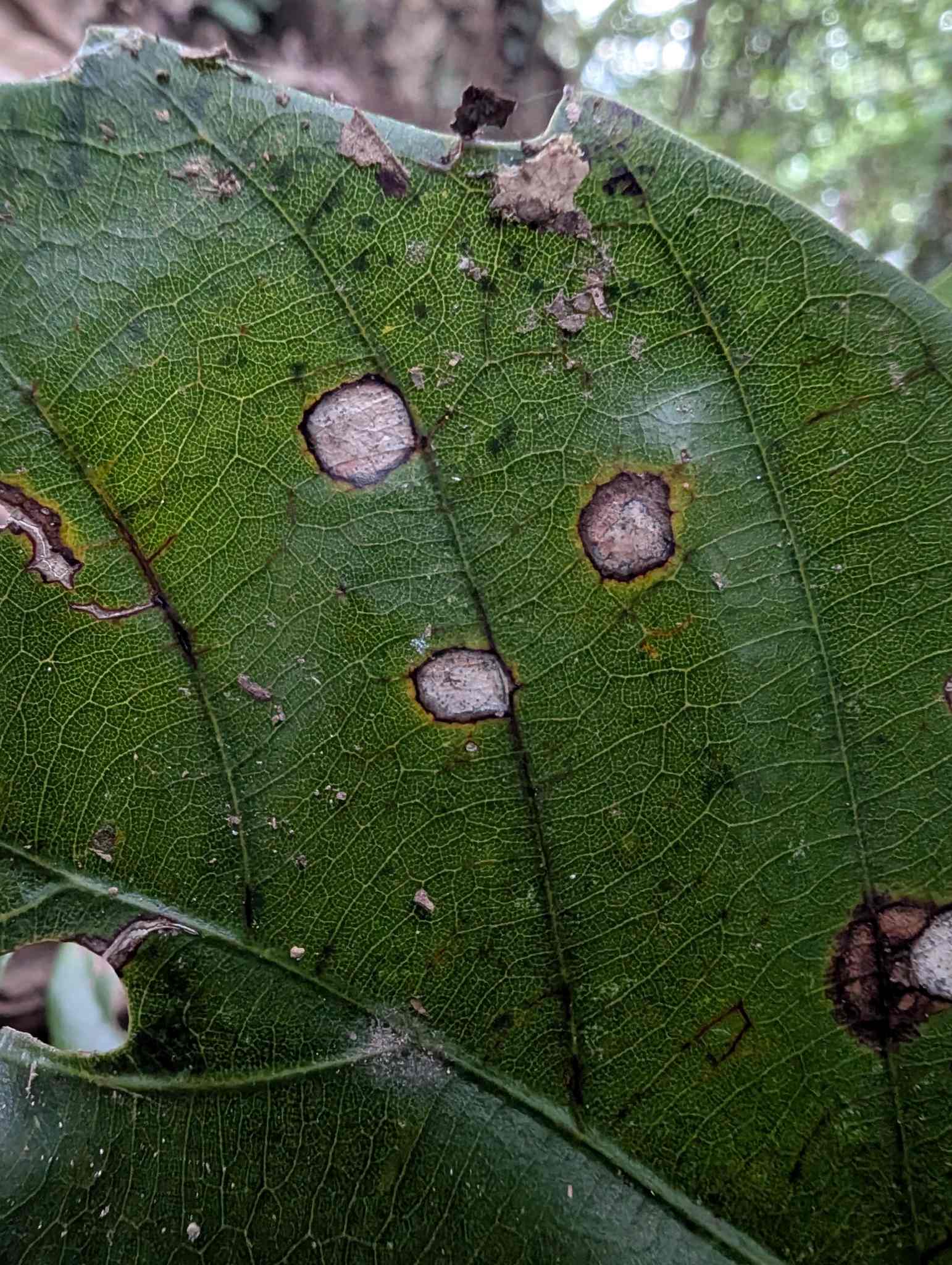 Phomatospora