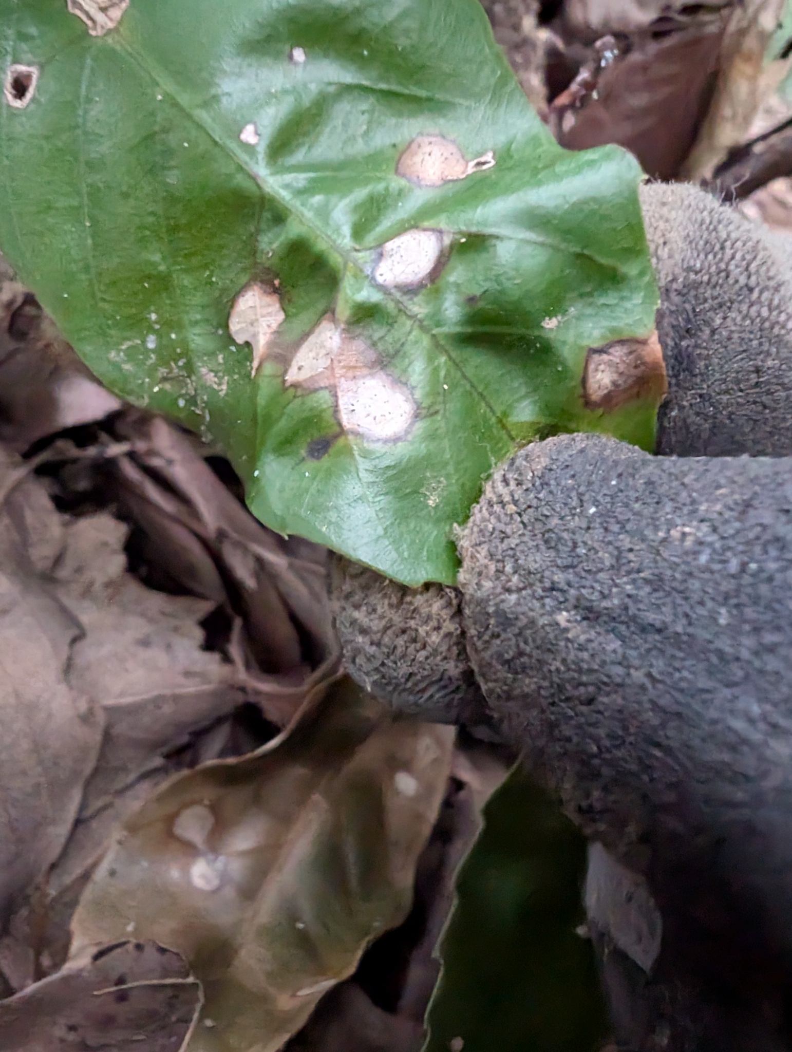 Phomatospora