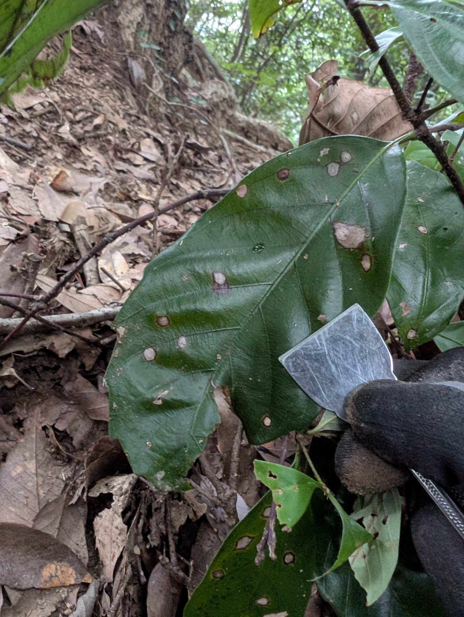Phomatospora